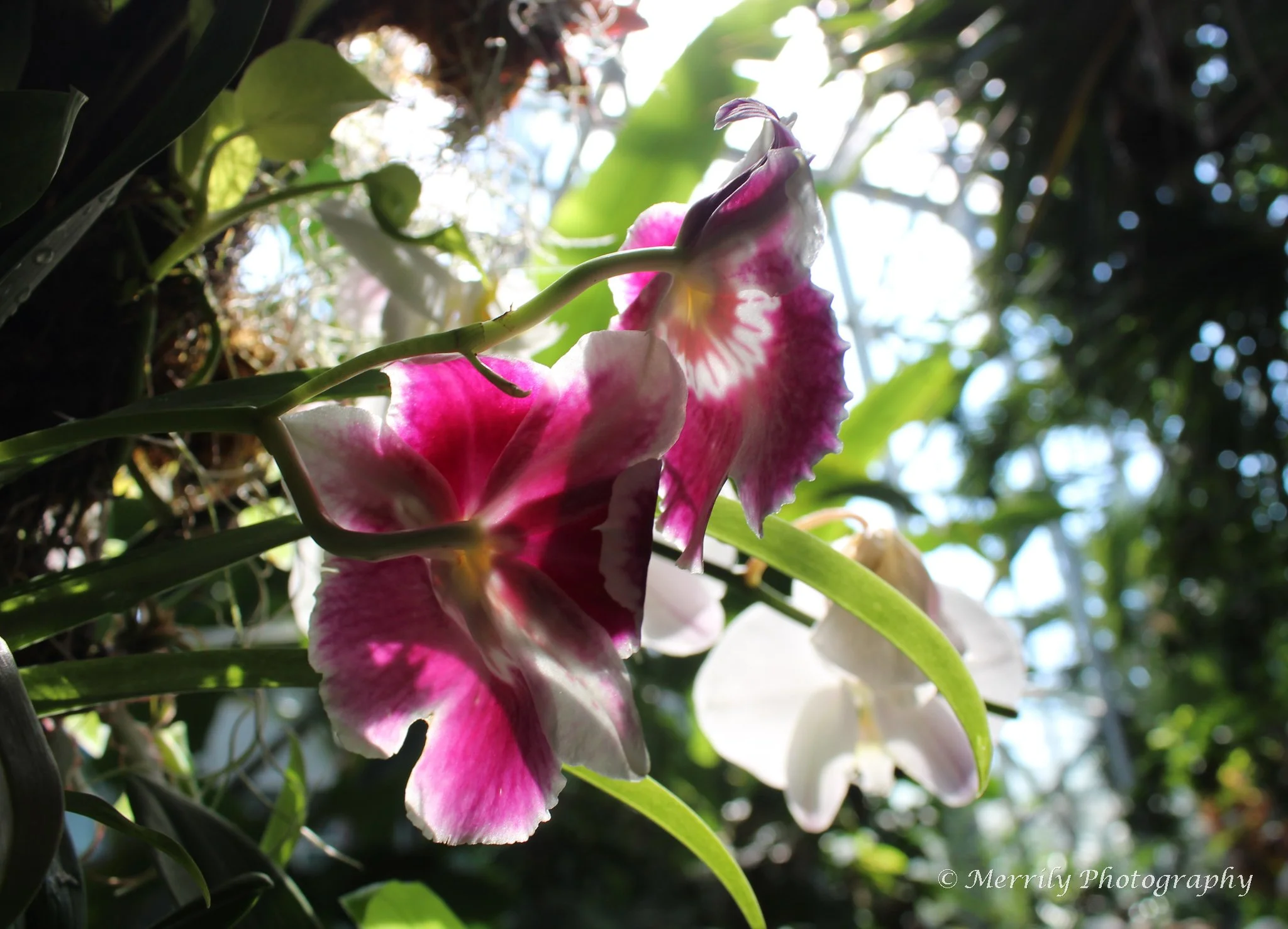 Pink Orchids.jpg