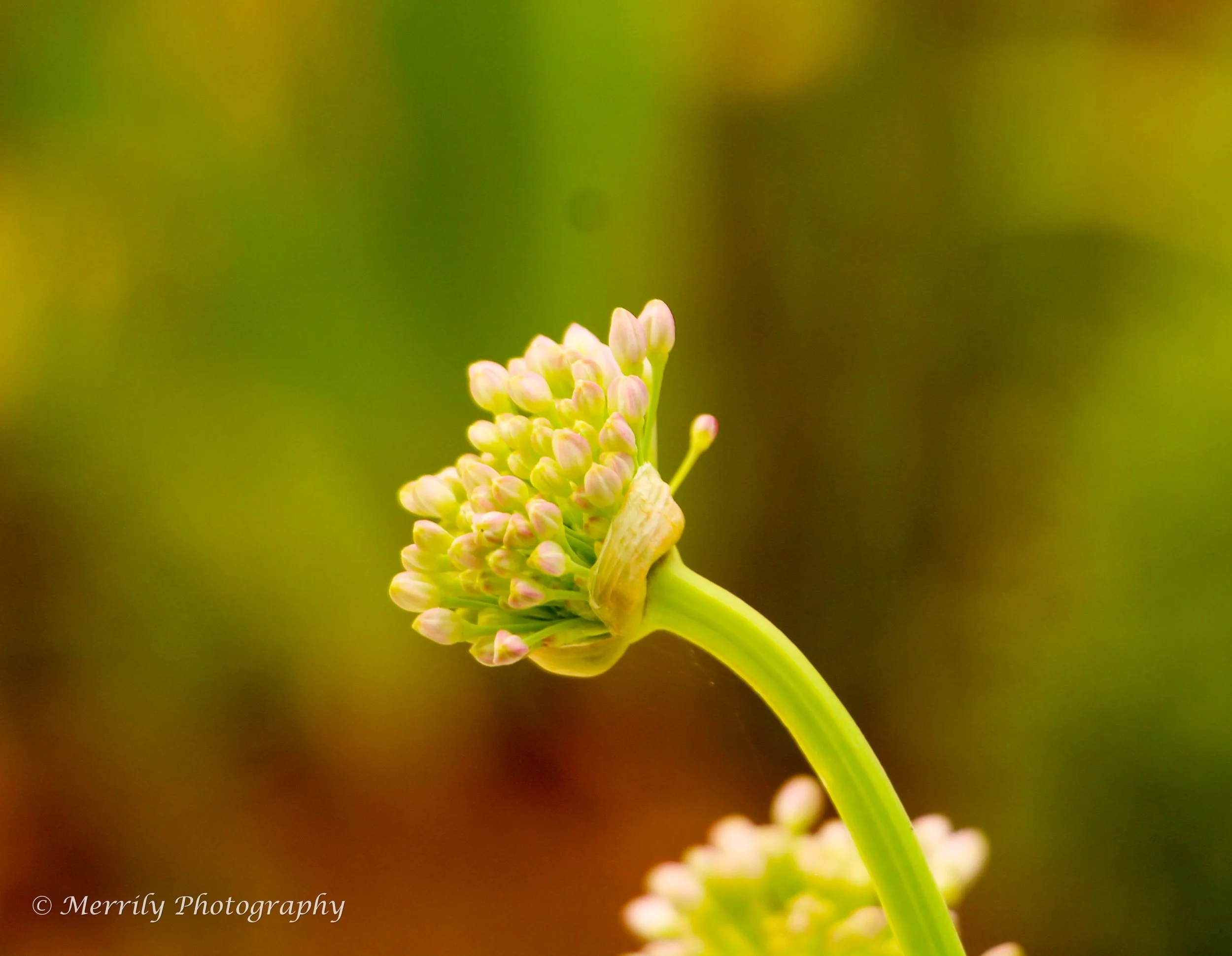 Allium budding 4.jpg