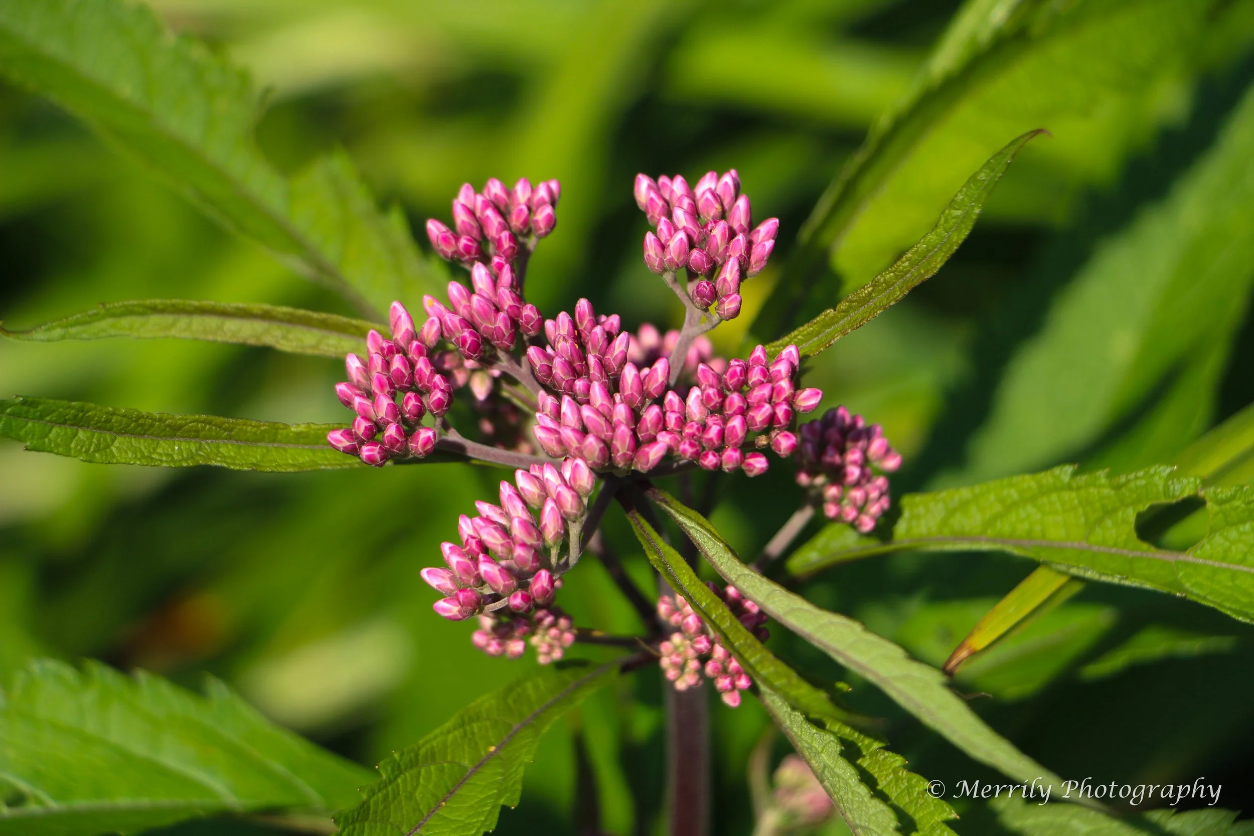 Eupatorium cannabinum.jpg