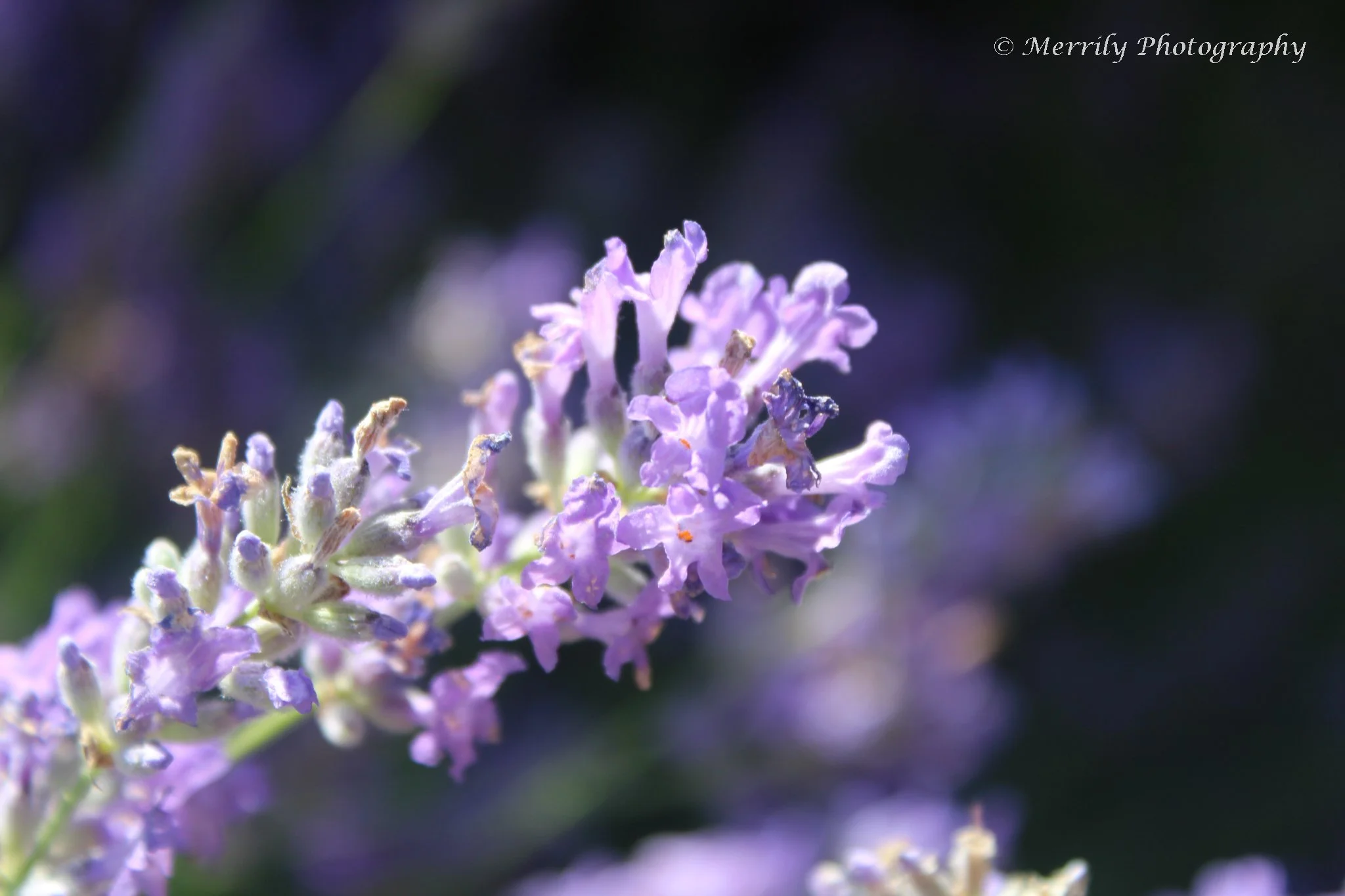 Lavender 1.jpg
