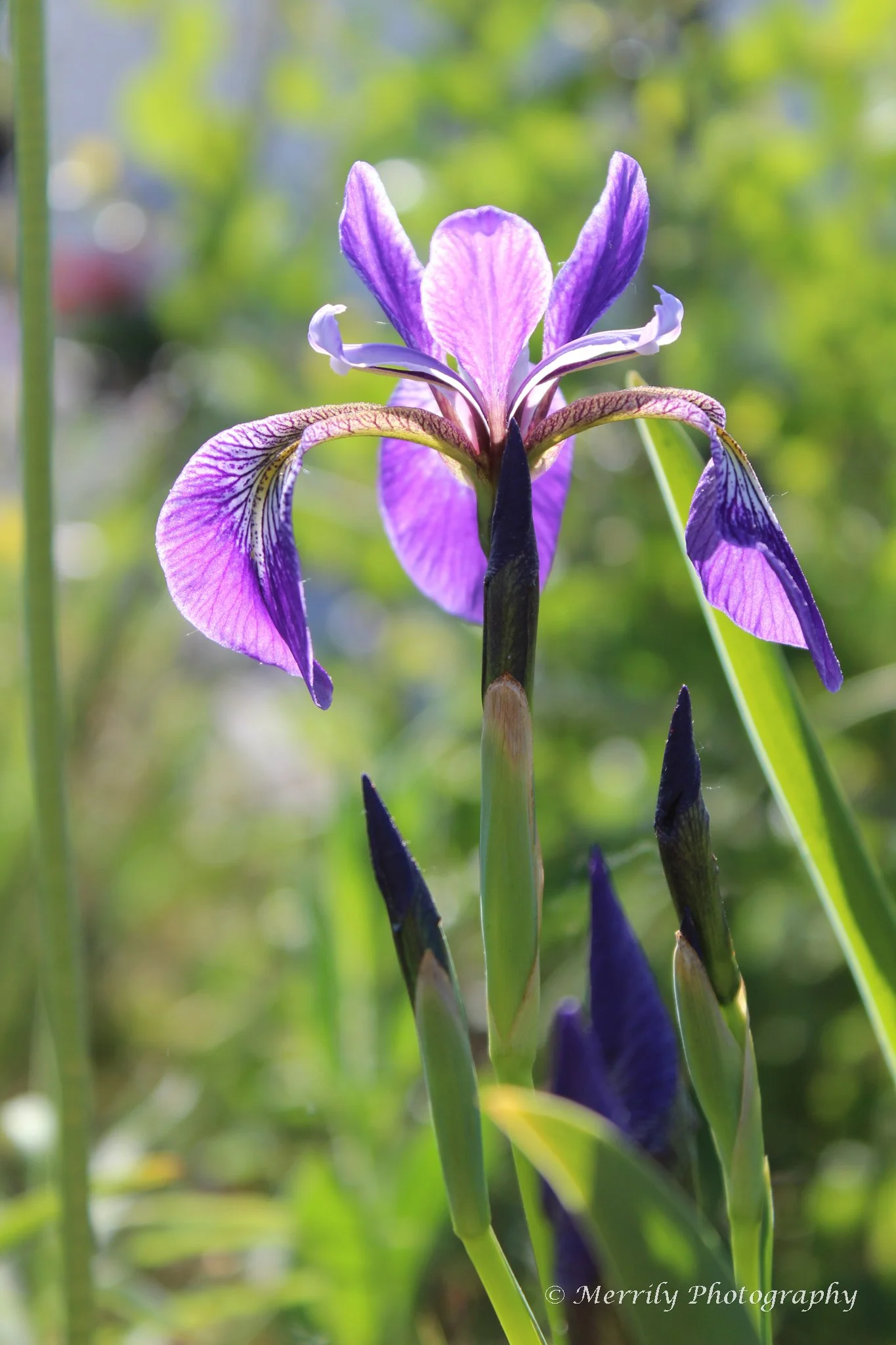 Close-up of a blooming purple and white iris flower with a green blurred background.