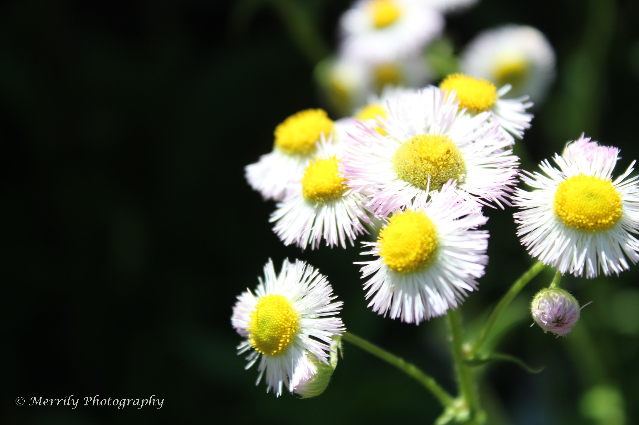 Daisy Fleabane Erigeron annuus print