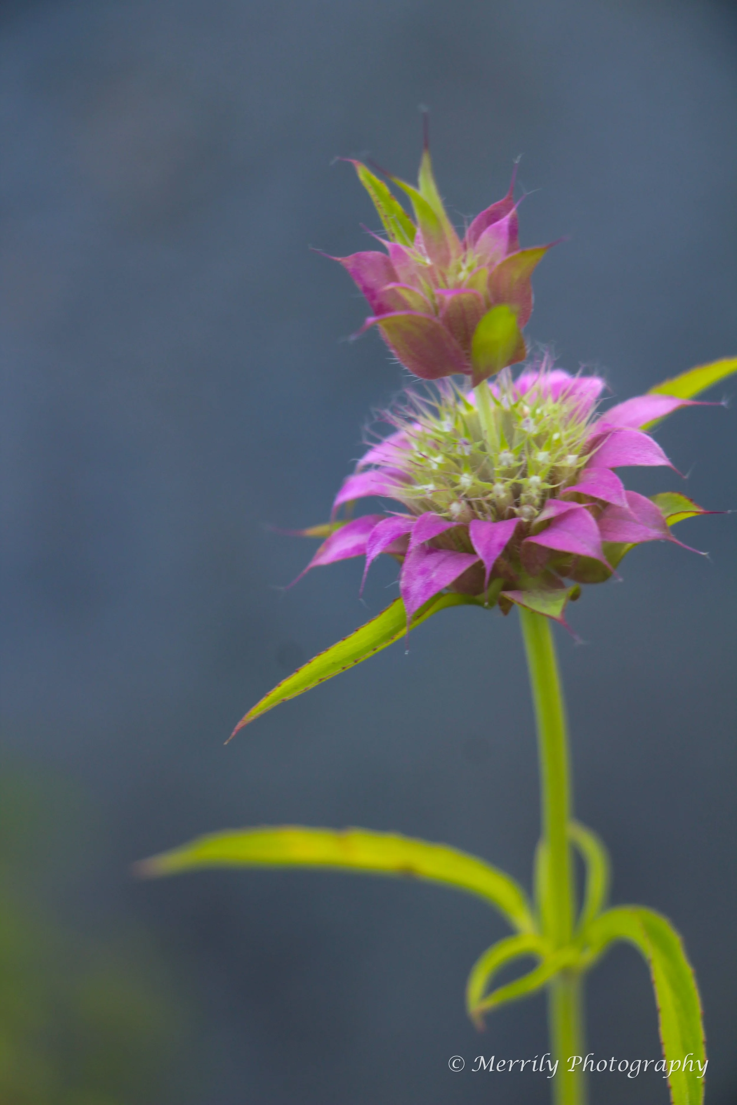 Spotted Bee Balm (Monarda punctata).jpg