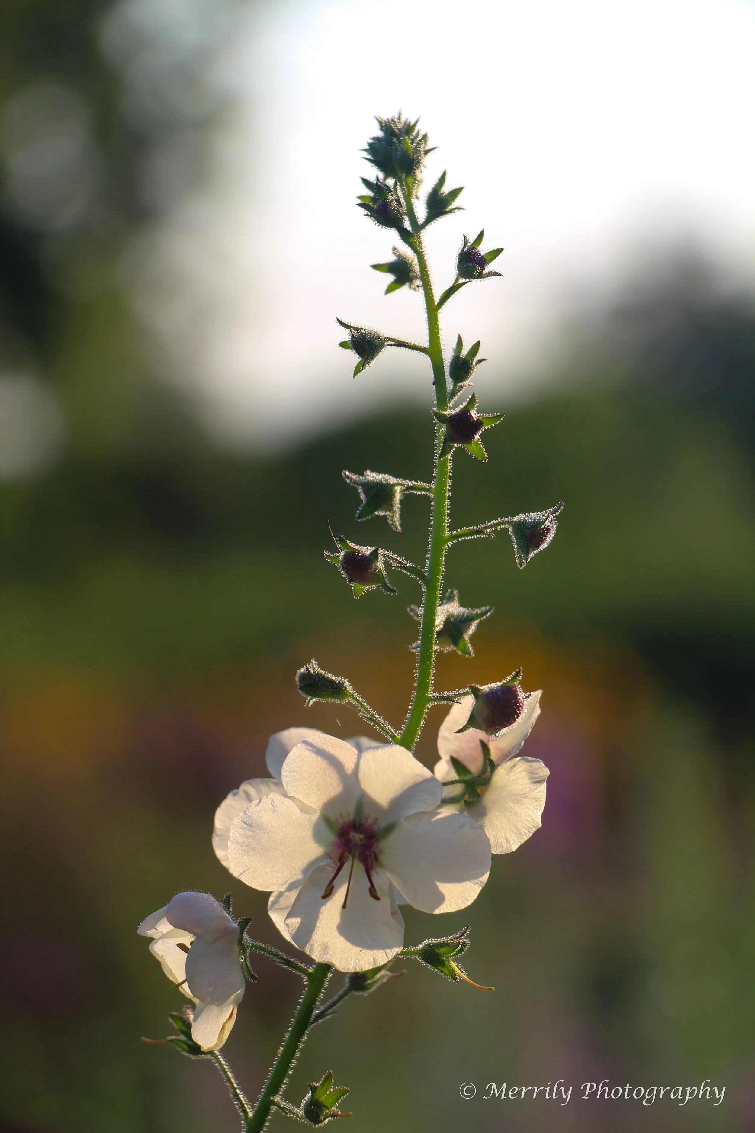 Moth Mullein 2.jpg