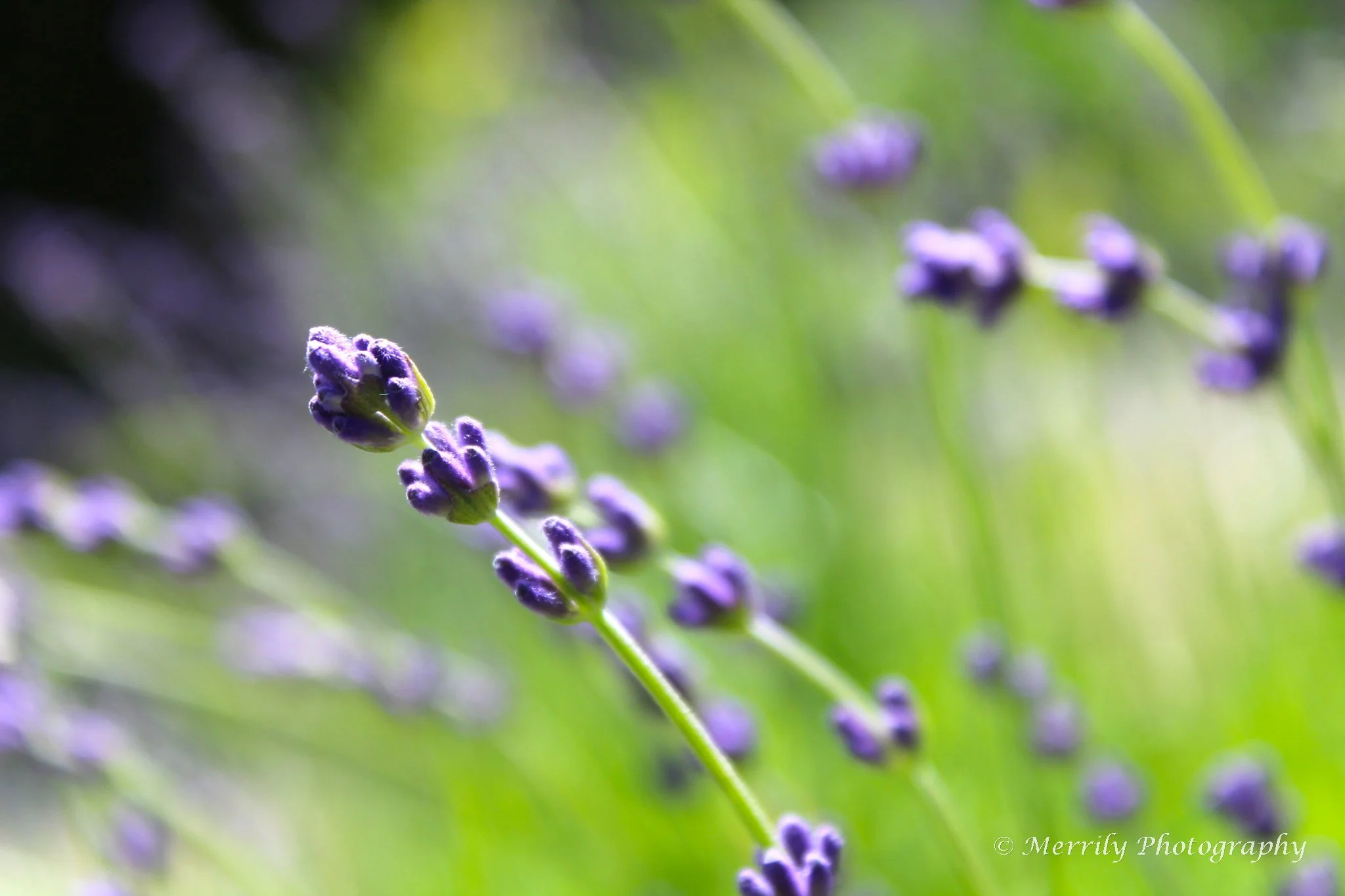 Lavendula.jpg