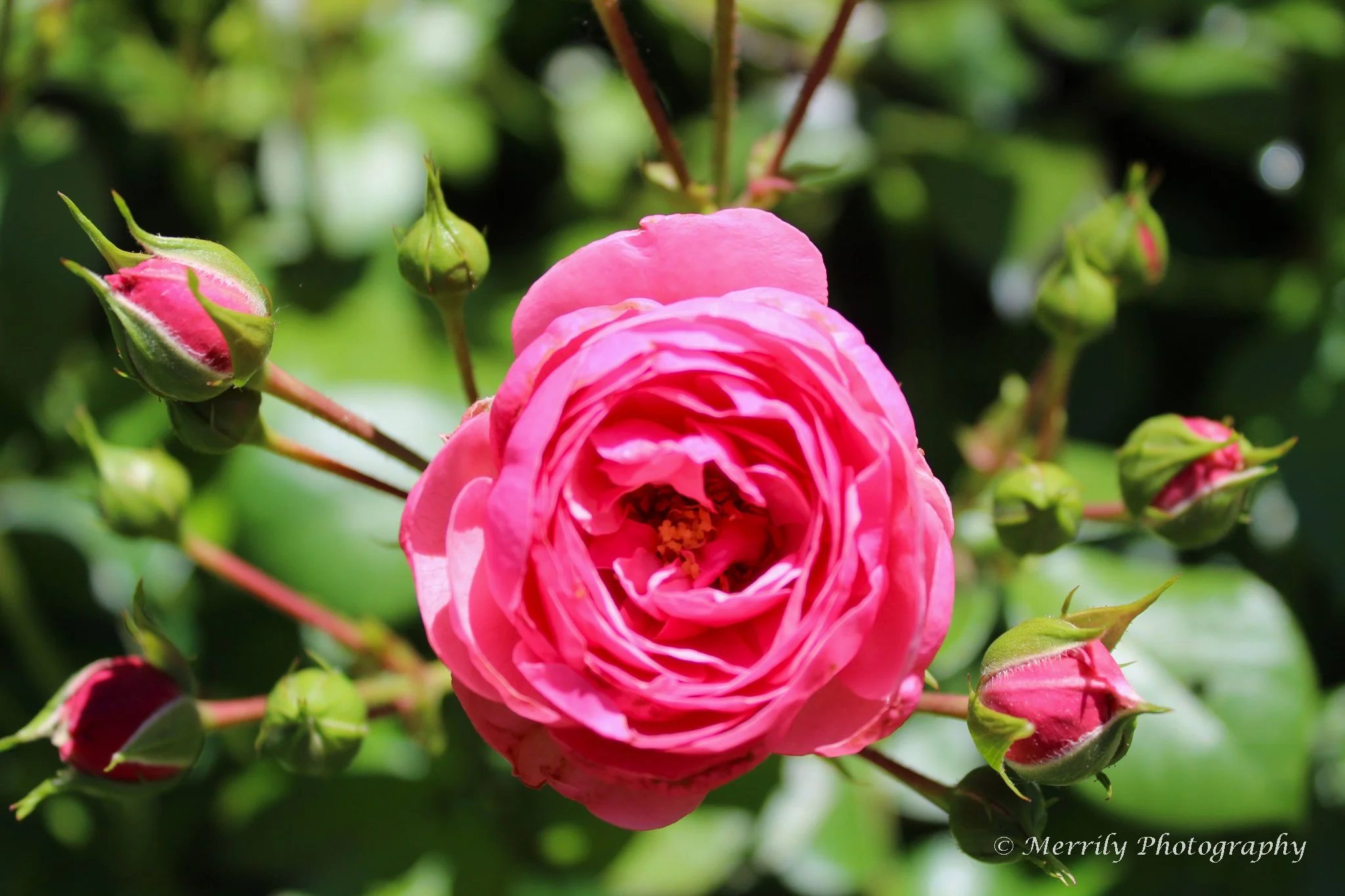 Pink Rose Center.jpg