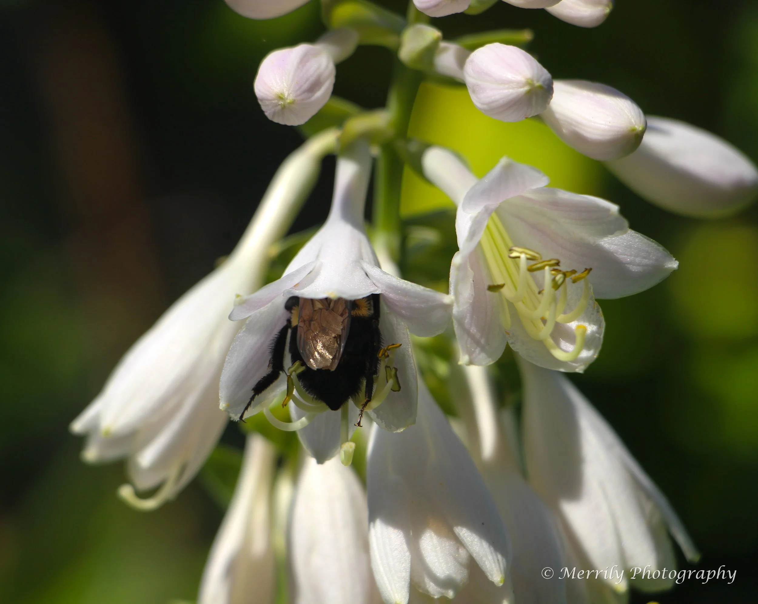 Bee in a hosta flower 3.jpg
