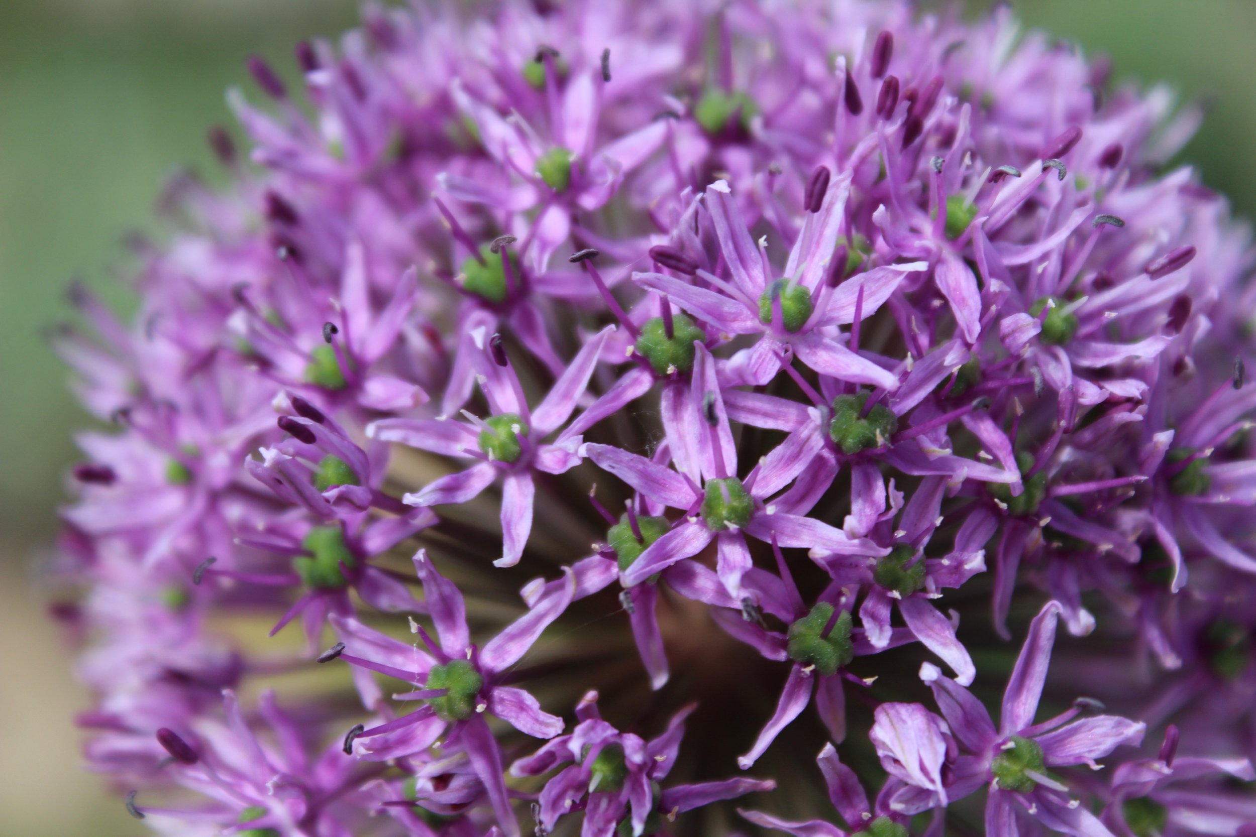 allium