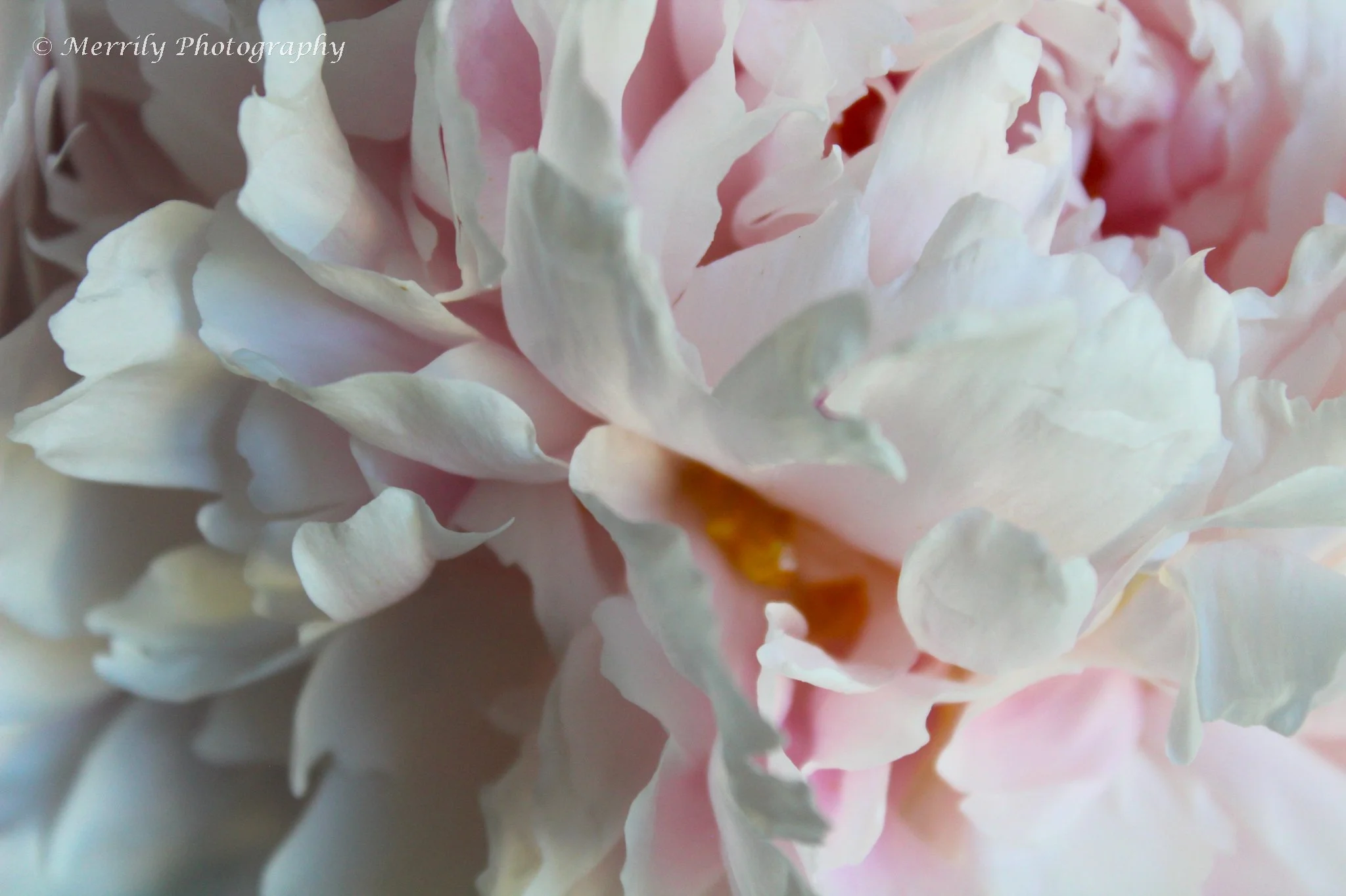 Pink and white peony close up.jpg