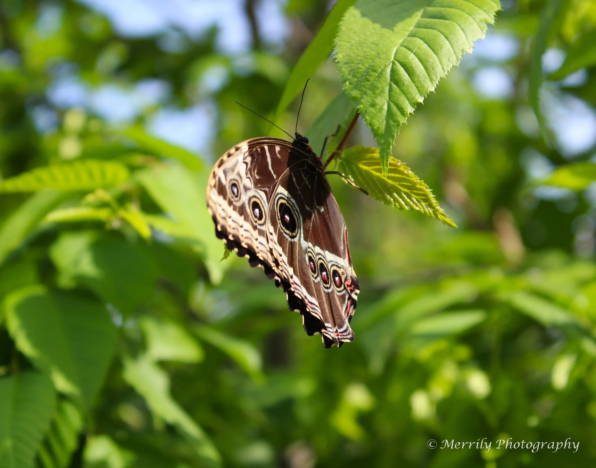 Close-up of a butterfly hanging upside down from a green leaf with blurred green foliage in the background.