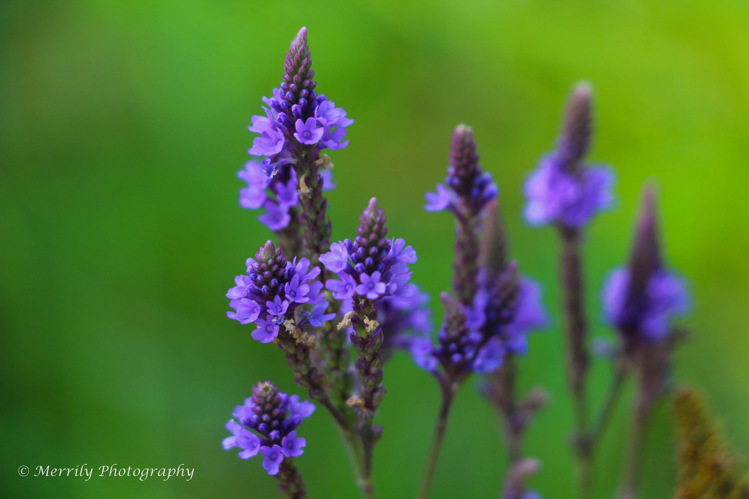 Verbena hastata Blue Vervain.jpg