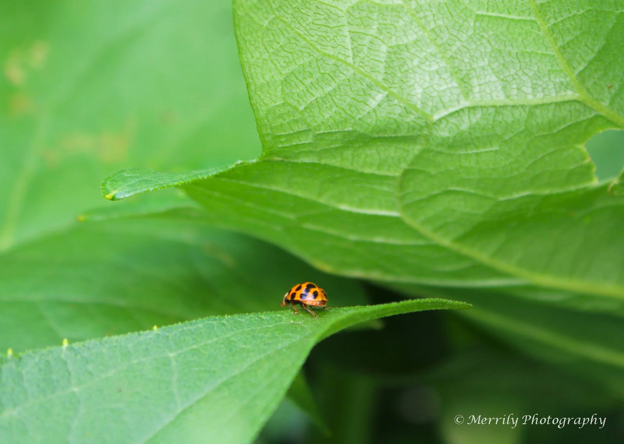 Ladybug on a Leaf.jpg