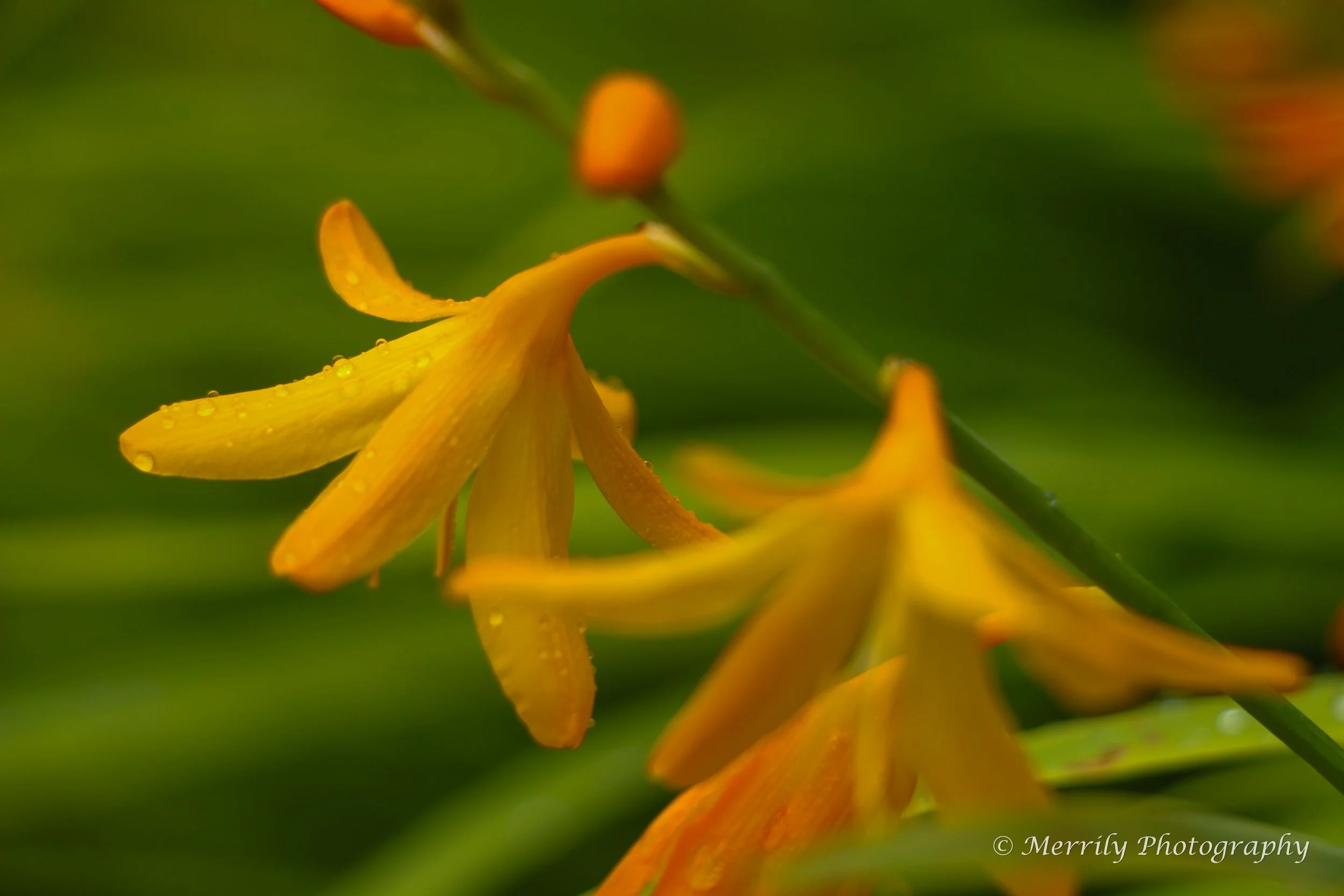 Crocosmia x crocosmiiflora 'George Davidson' 4.jpg