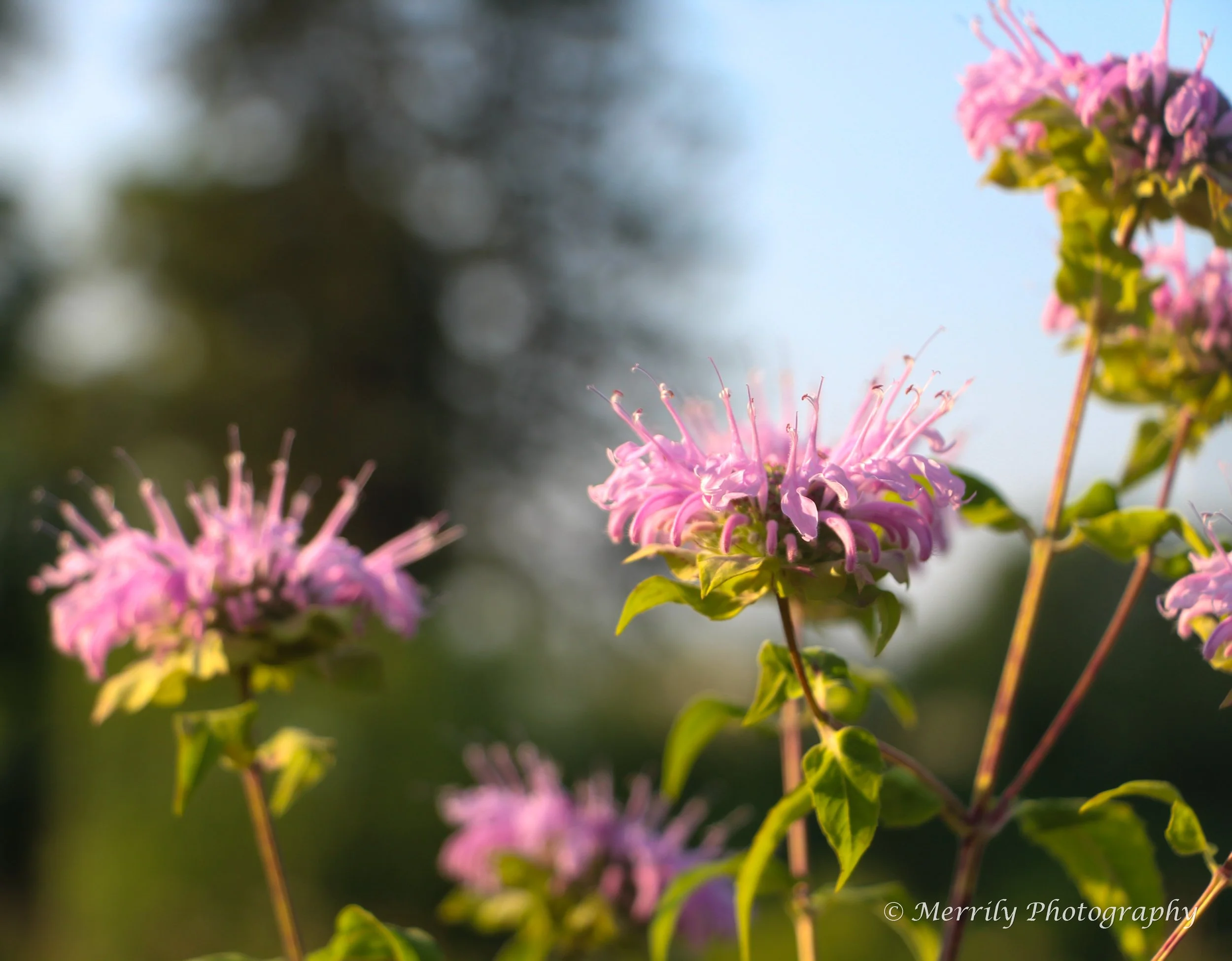 Bee Balm 4.jpg