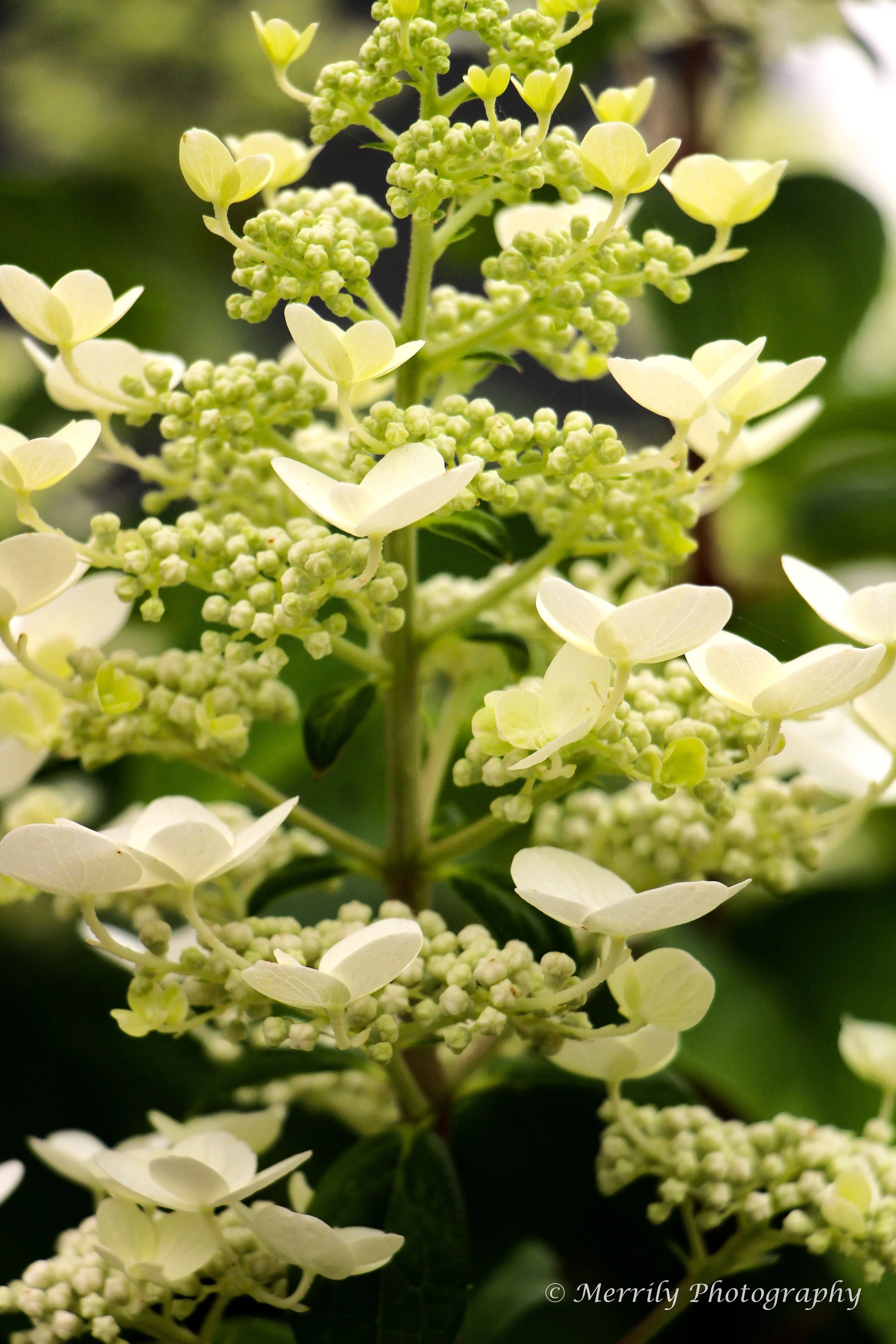 Hydrangea Paniculata print