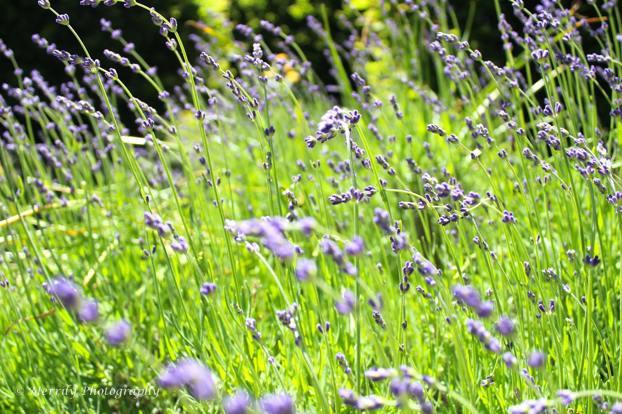 Lavendula field.jpg