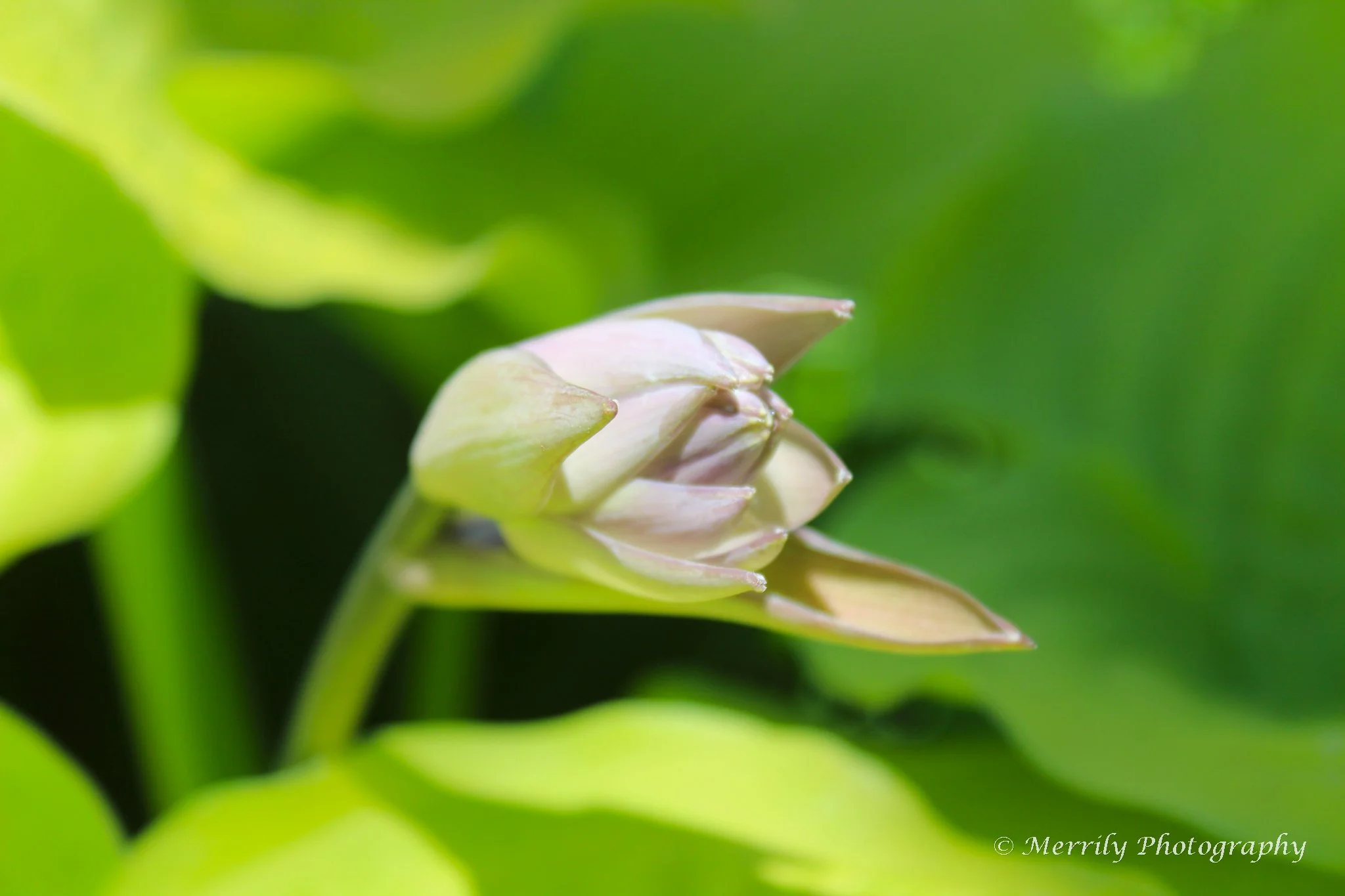 White lotus close up.jpg