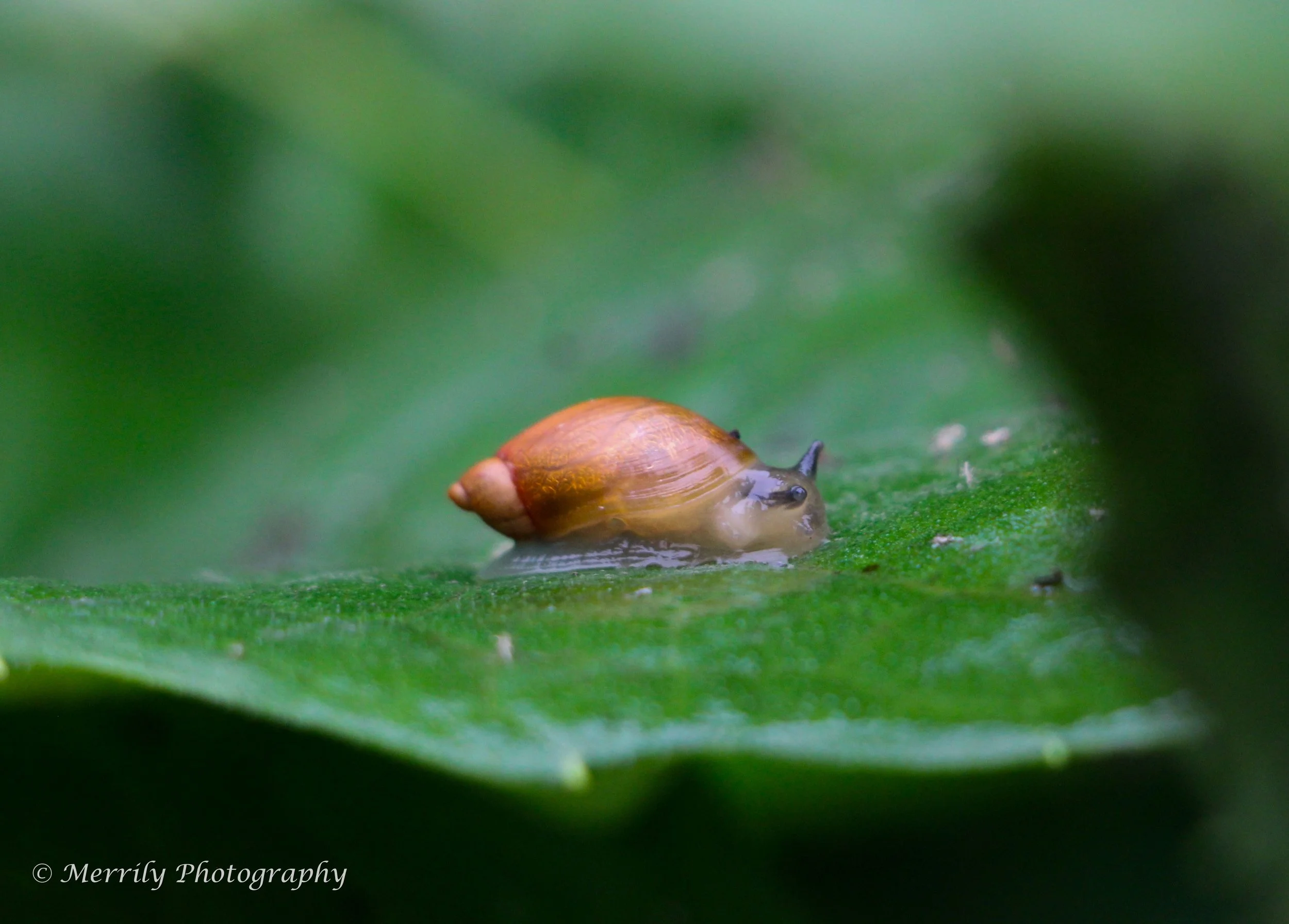 Snail on a Leaf print