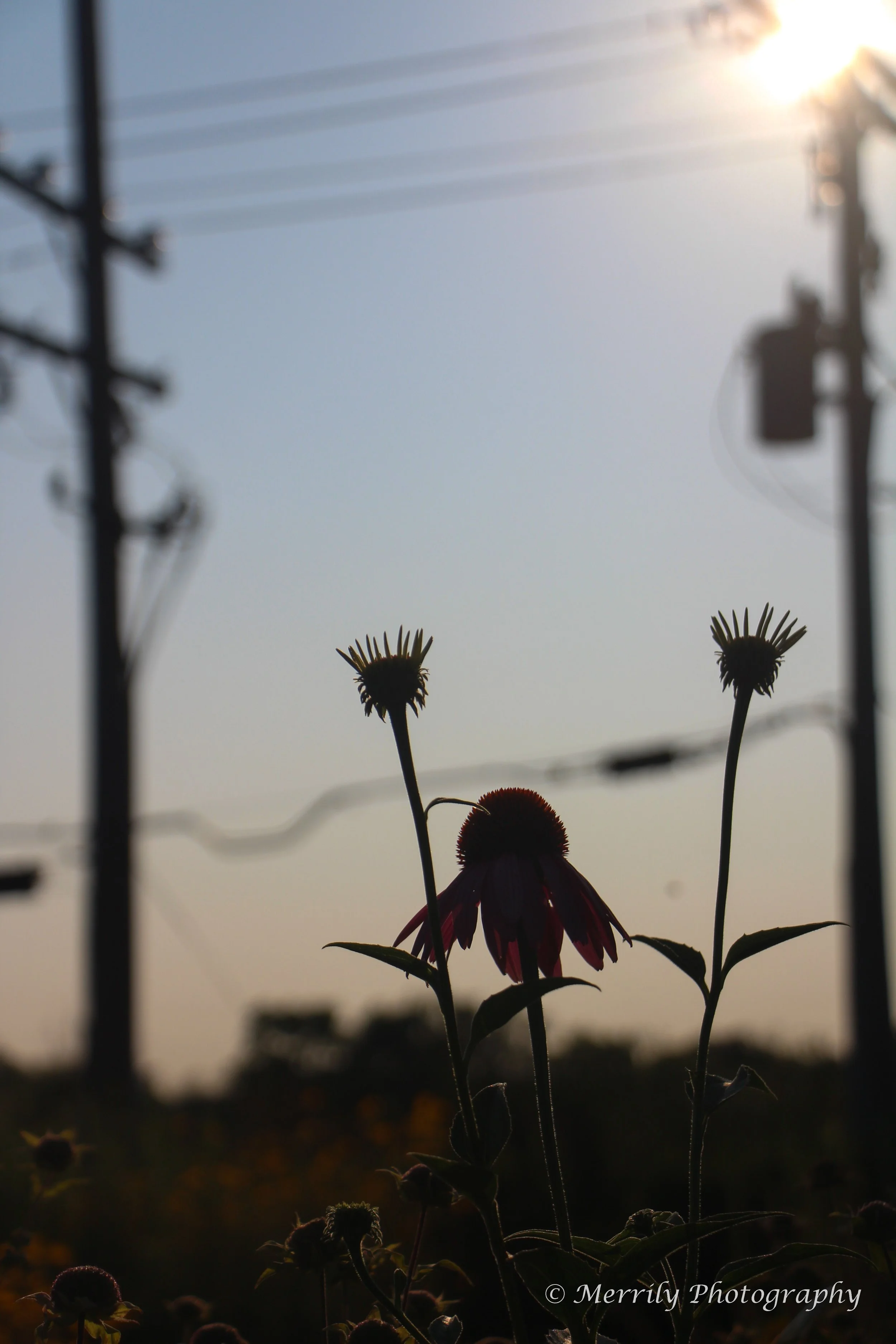 Coneflowers in shadow 2.jpg