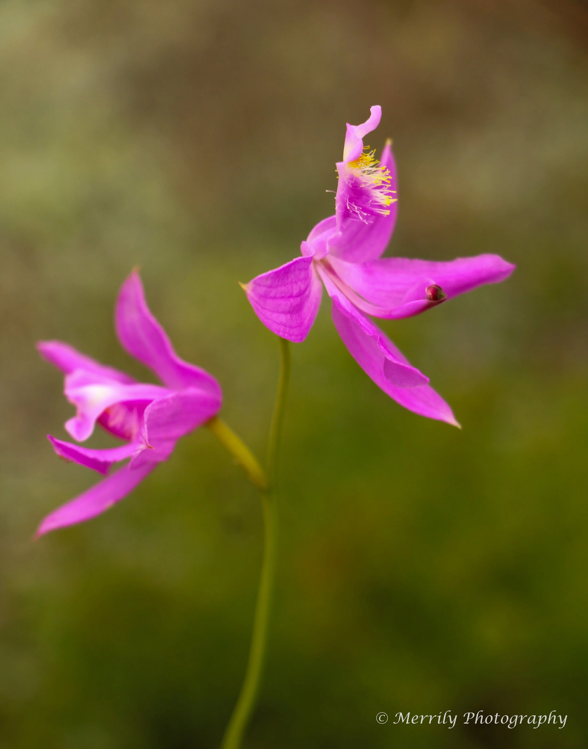 Orchid - grass pink 4.jpg