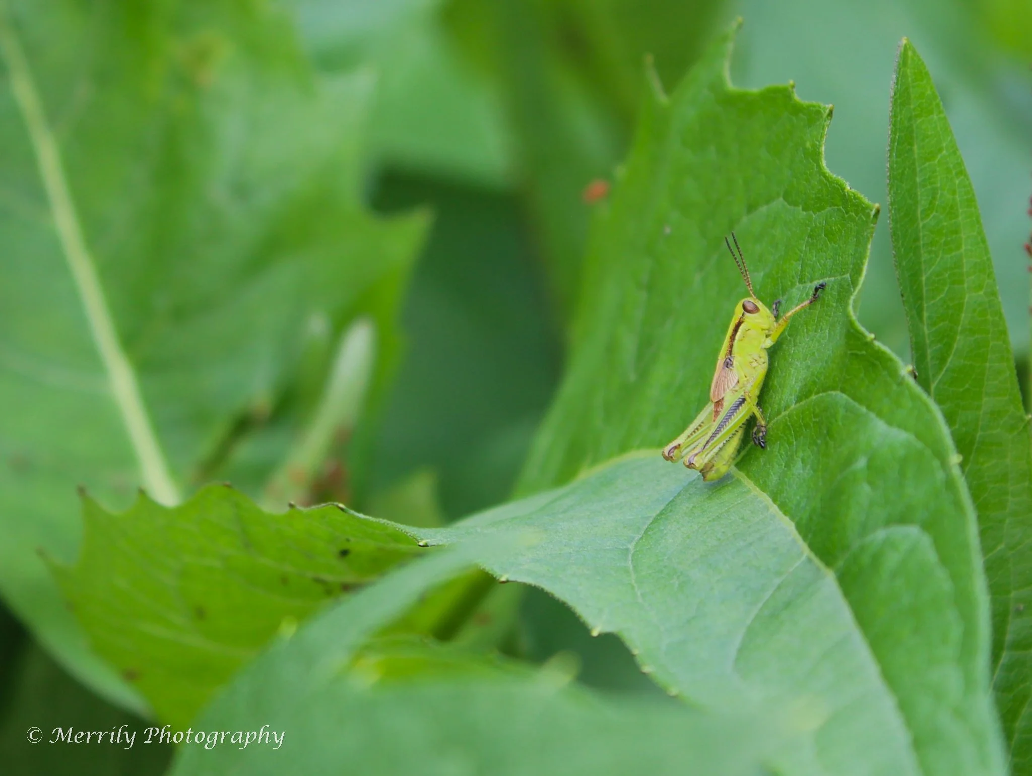 Grasshopper.jpg