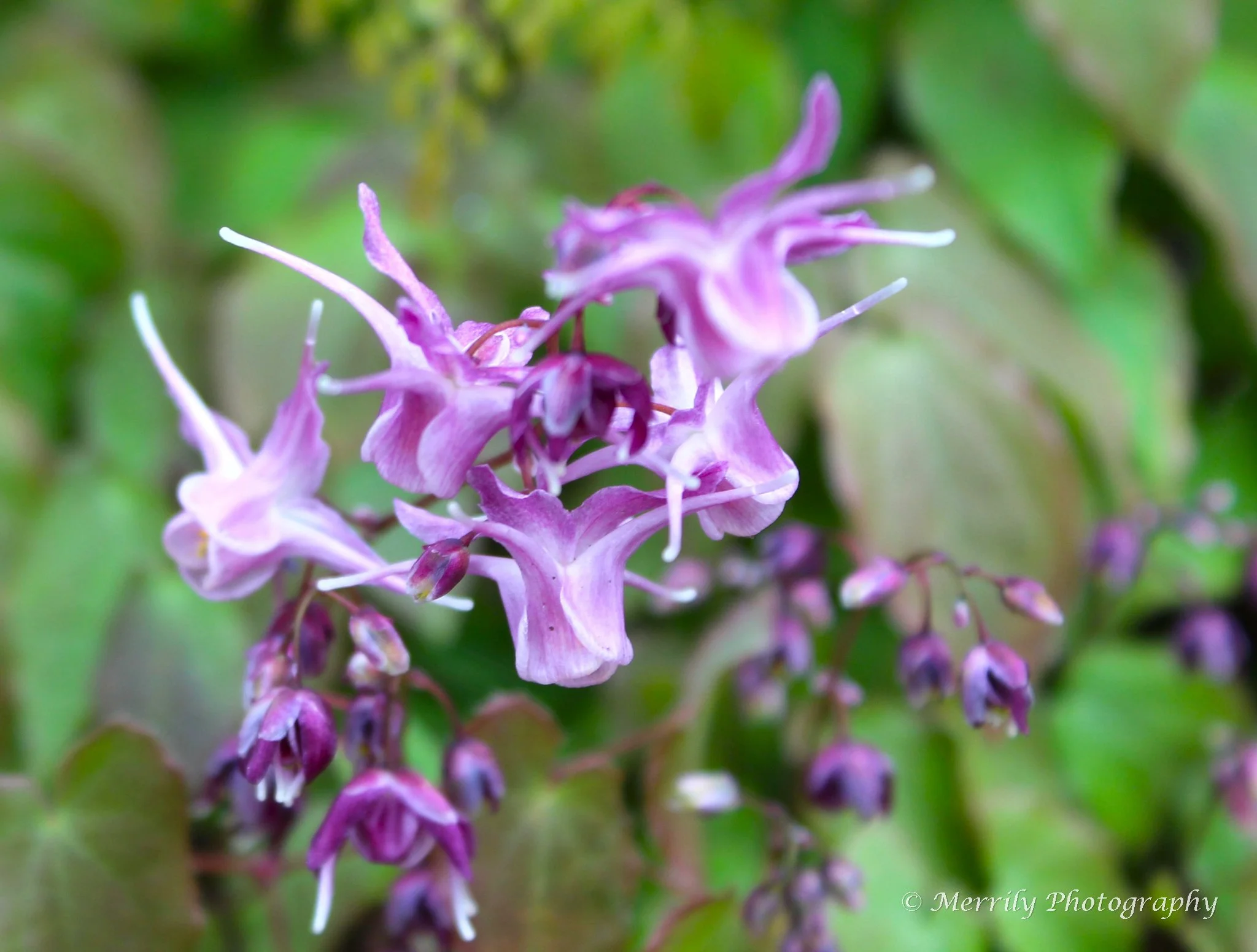 Close-up of pinkish-purple wildflowers with slender petals, set against a blurred green background.