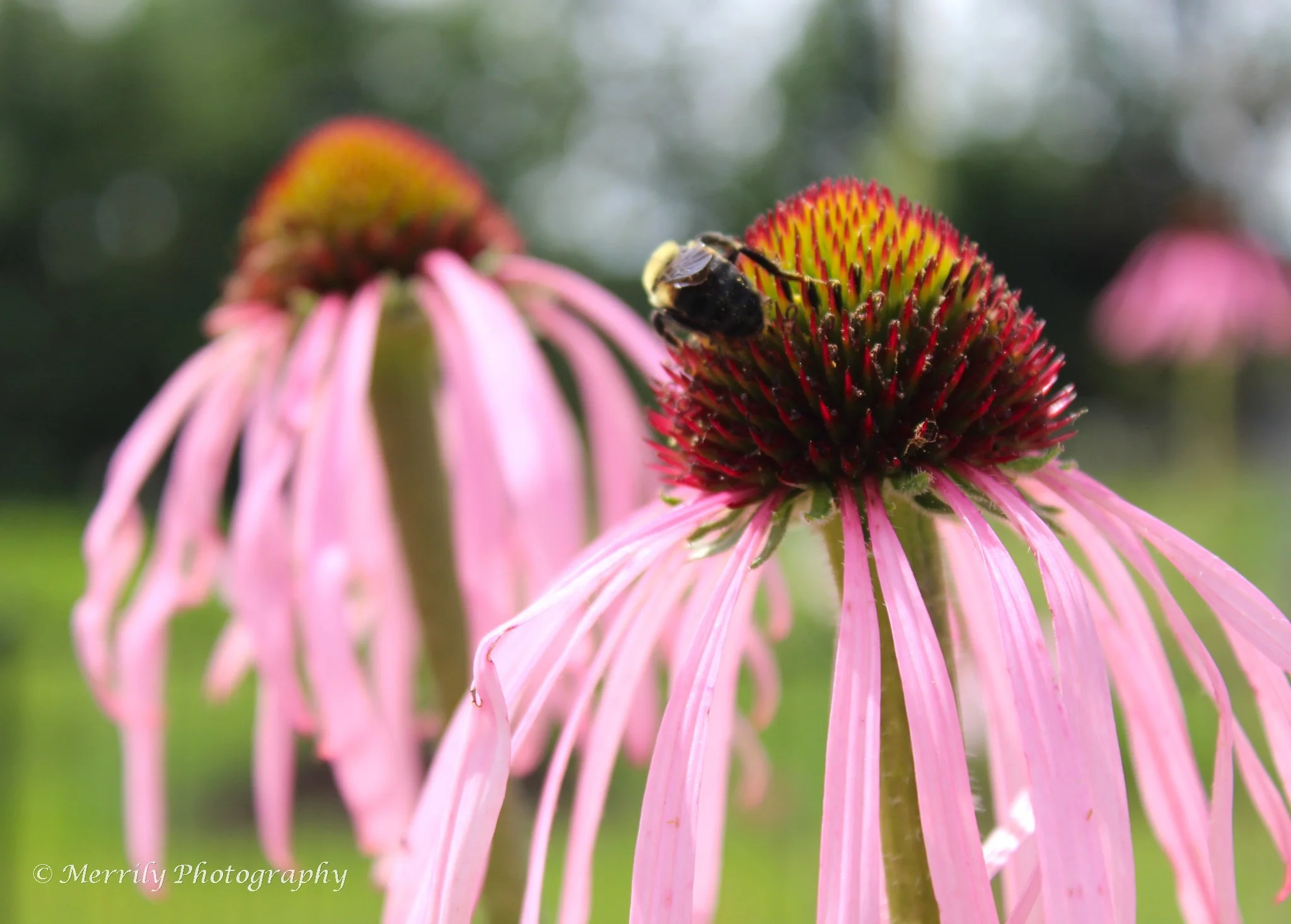 Purple Coneflowers.jpg