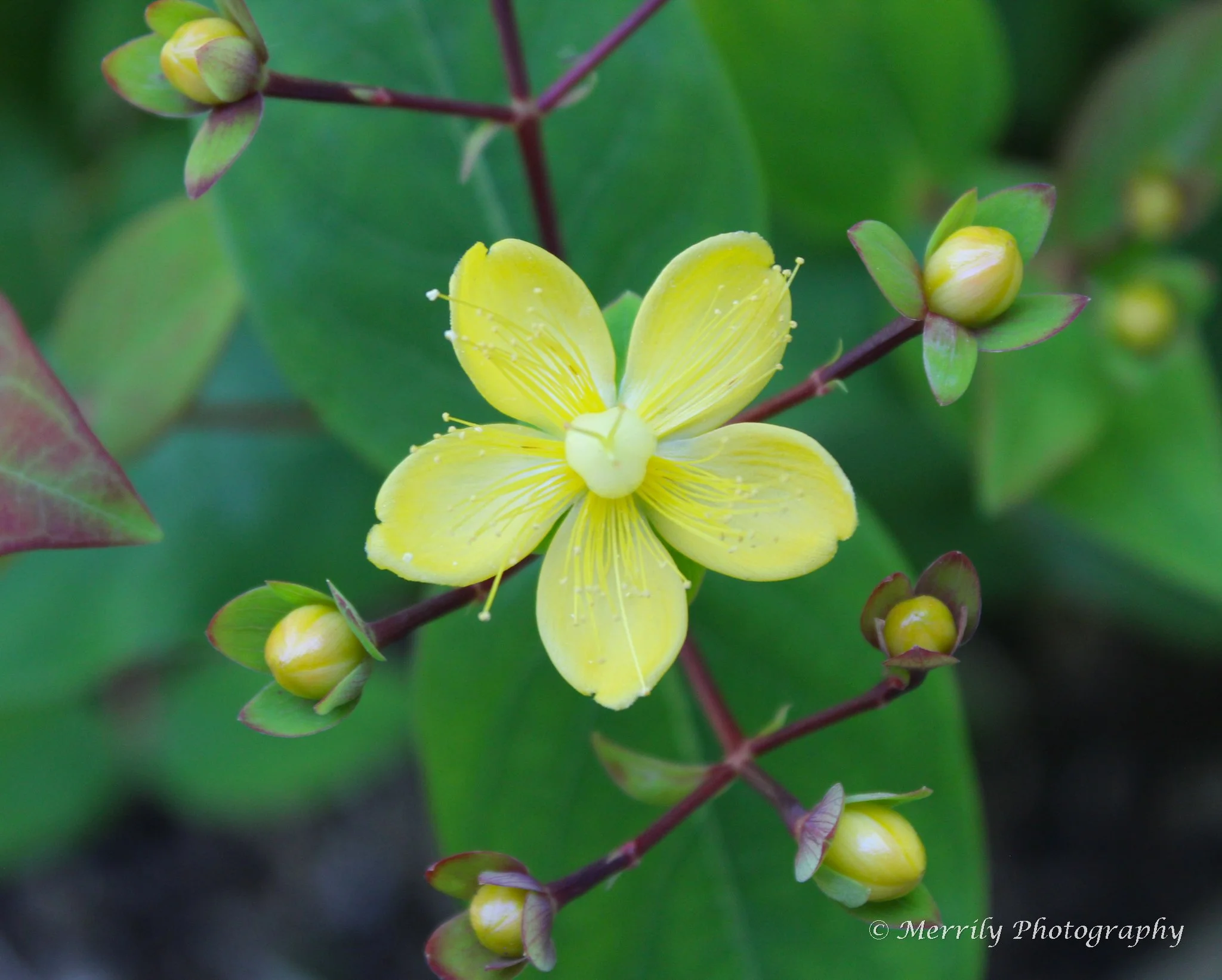 St. Johns Wort.jpg