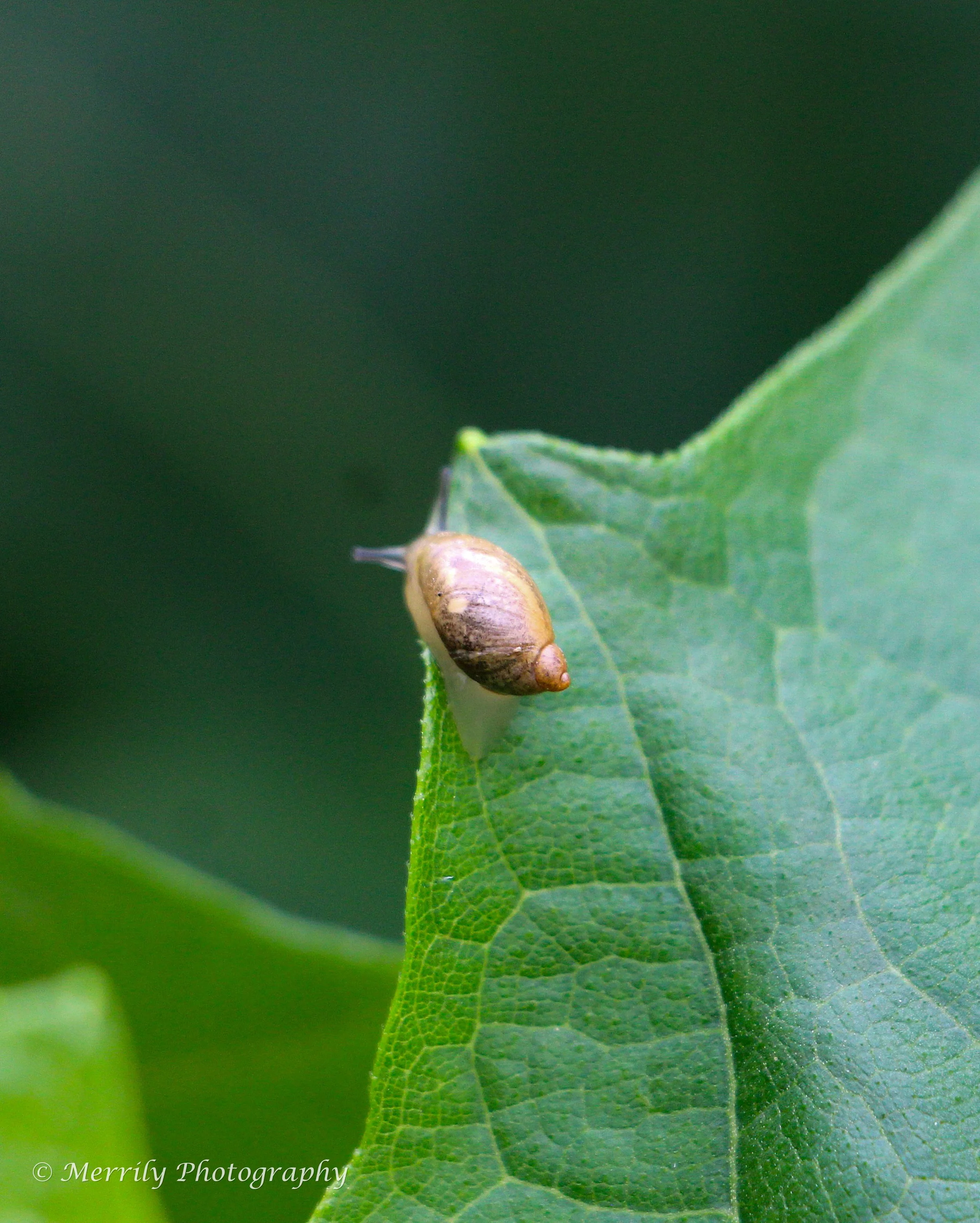 Snail 3.jpg