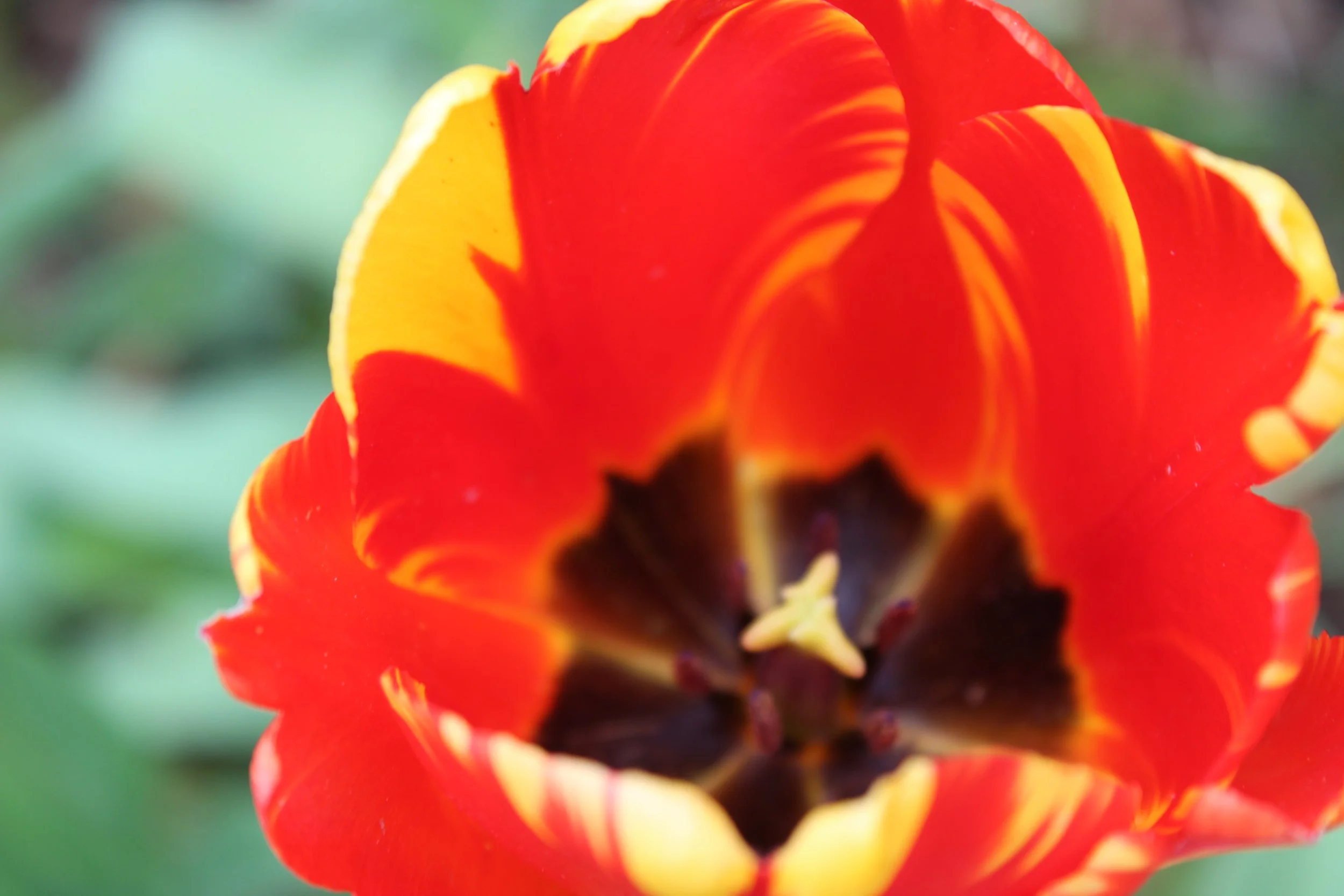 Red Yellow Tulip print