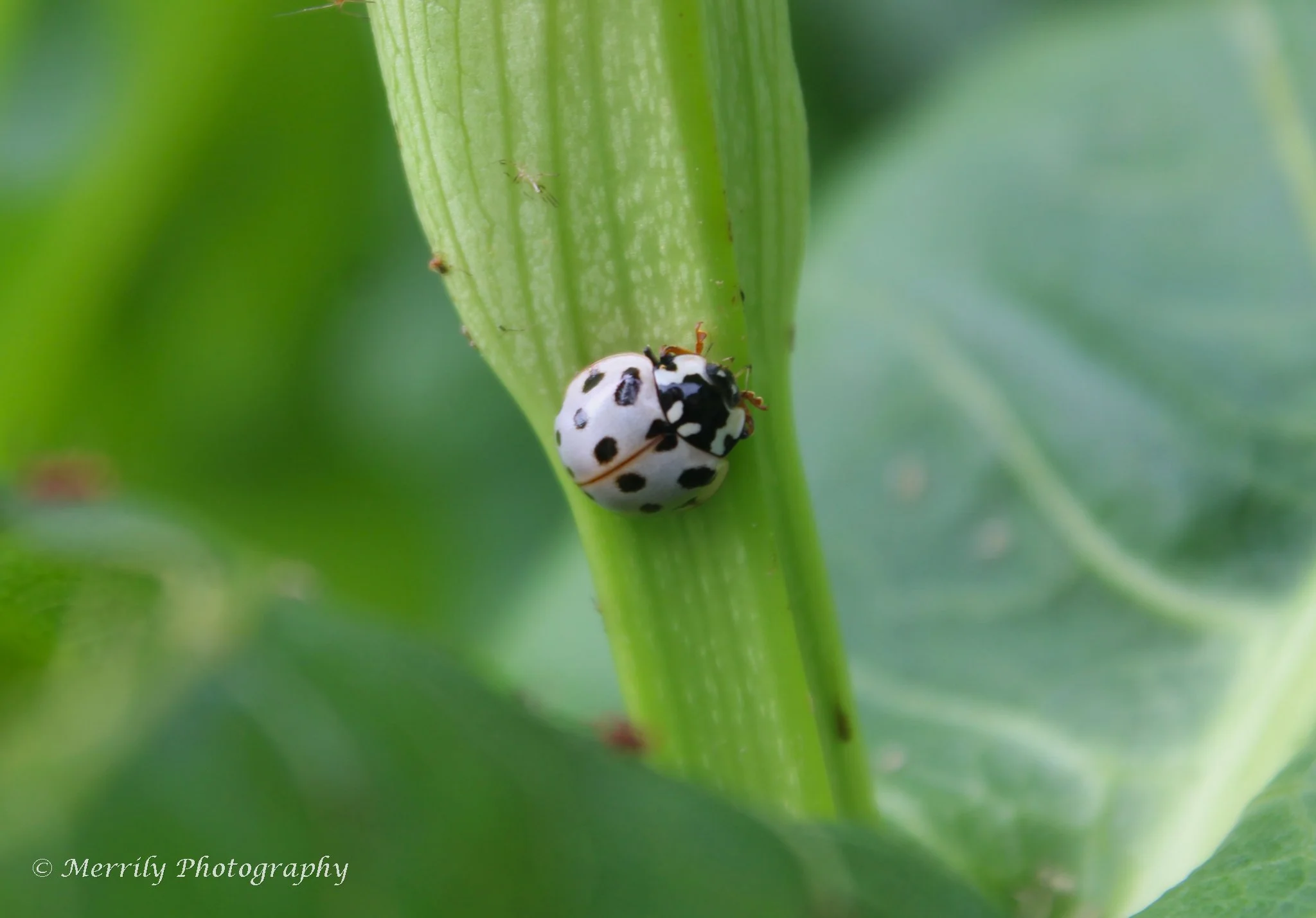 White lady bug face.jpg