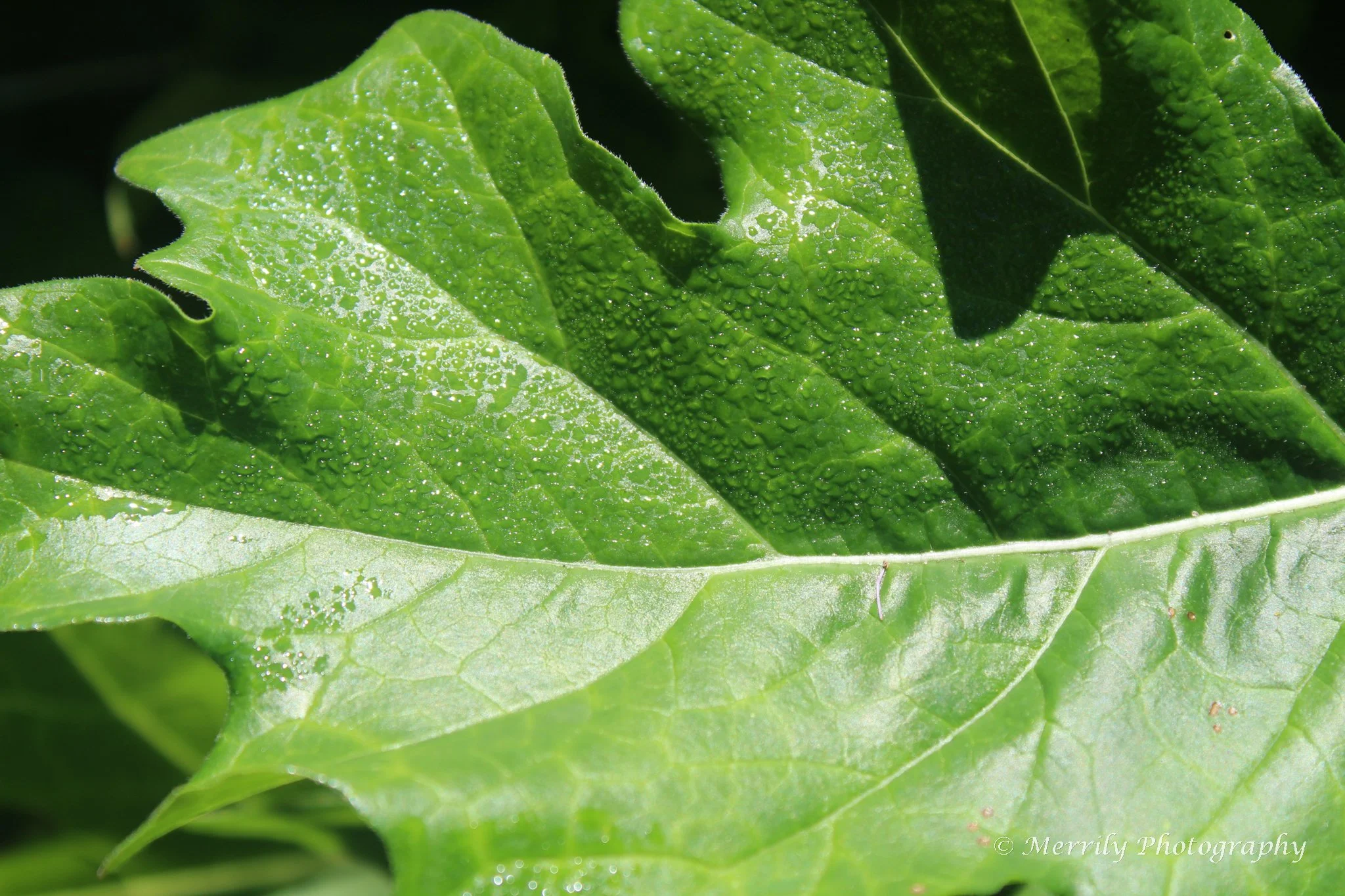 Water droplets on leaf.jpg