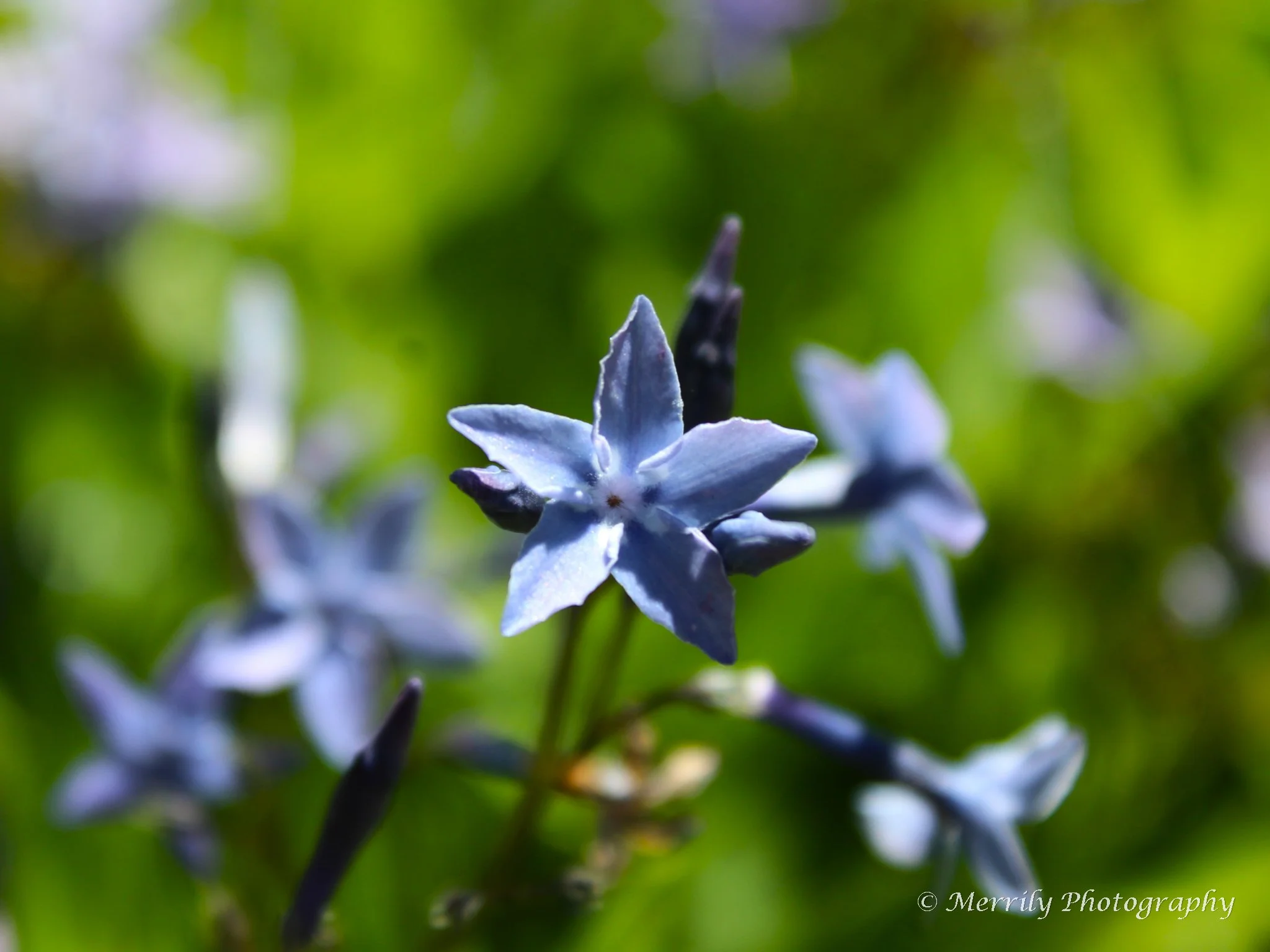 Amsonia Bluestar.jpg