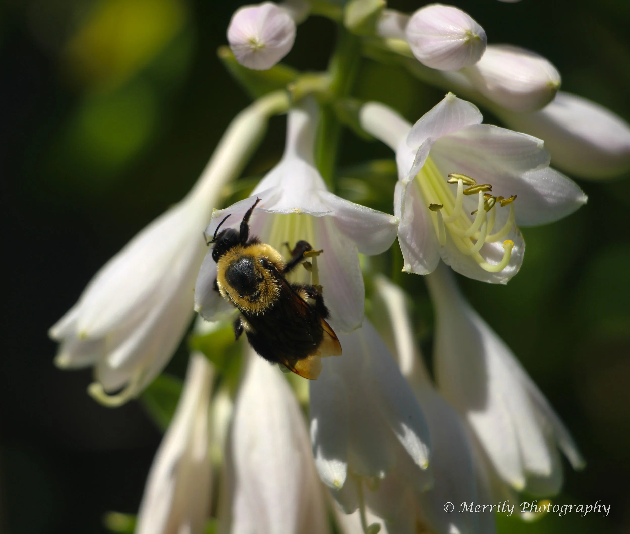 Bee in a hosta flower 4.jpg