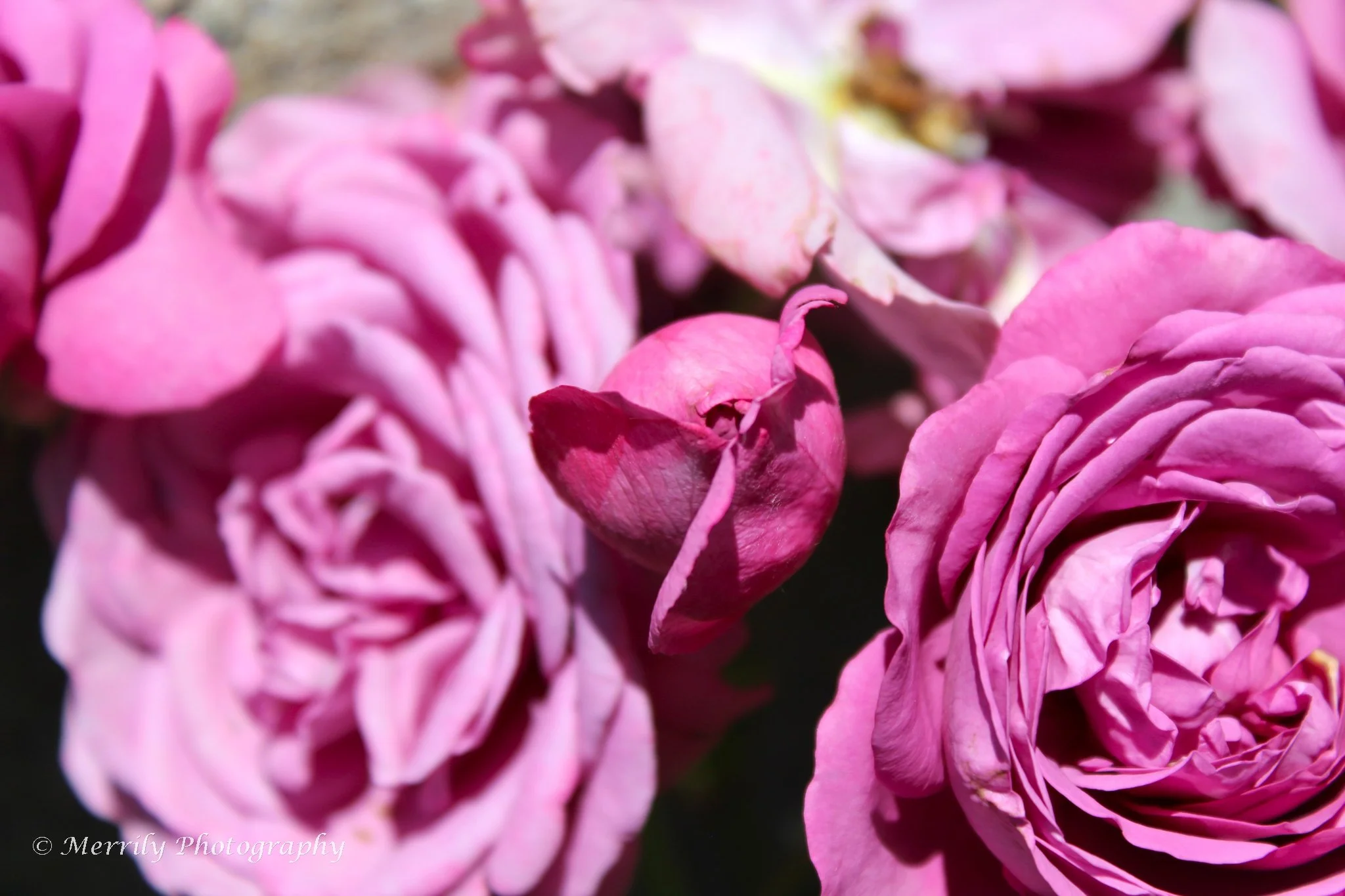 Plum roses close up.jpg
