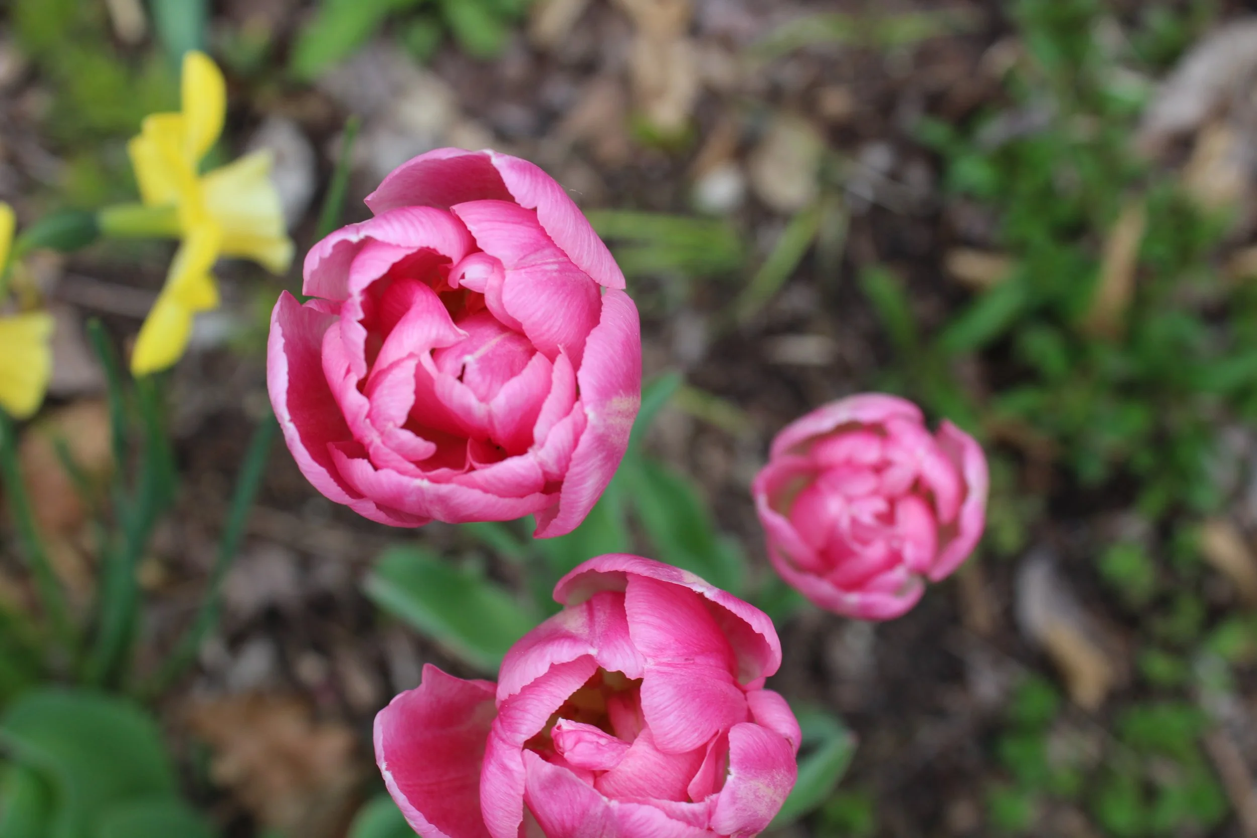 pink tulips open in rose-like formations