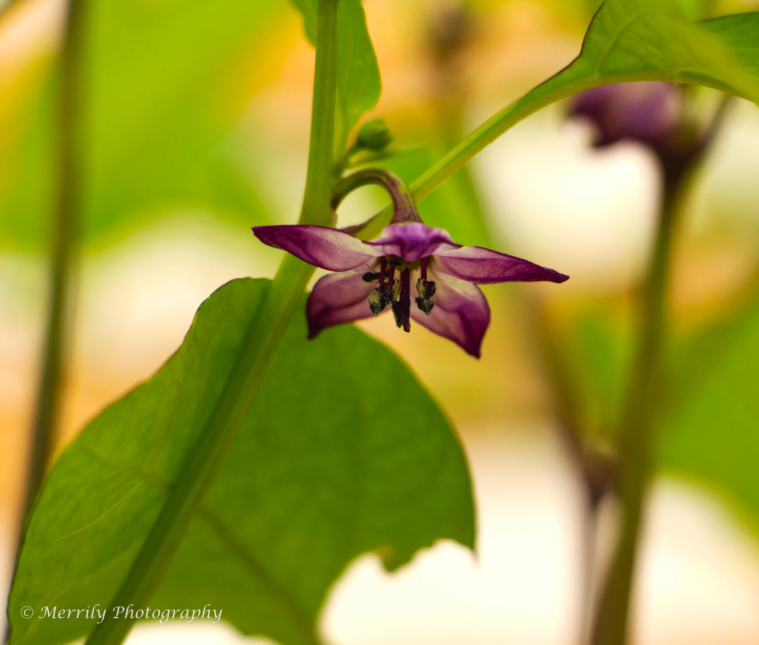 Nightshade.jpg