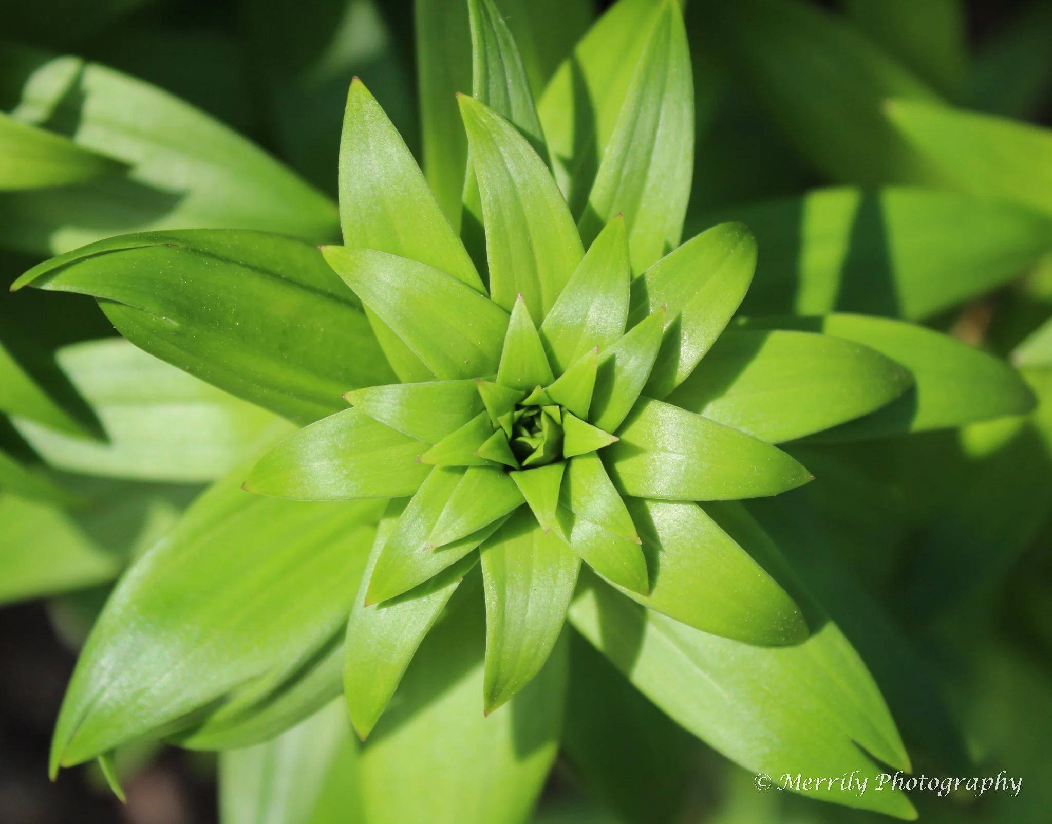 Close-up of a vibrant green Lily leaves arranged in a rosette pattern.