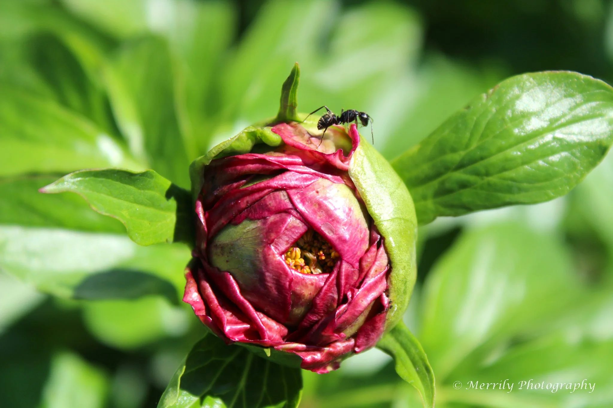 Peony with Ant print