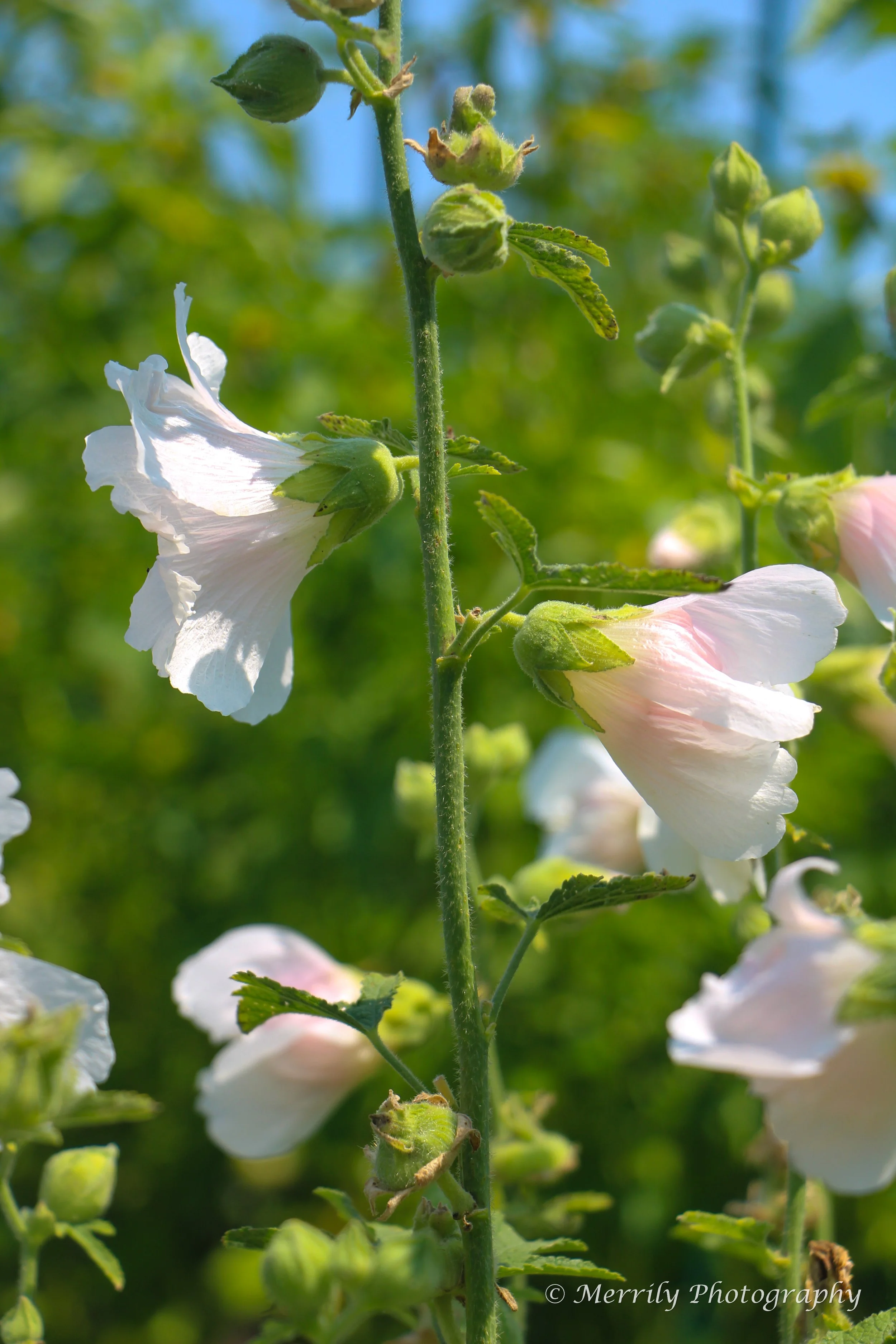 Hollyhock 3.jpg