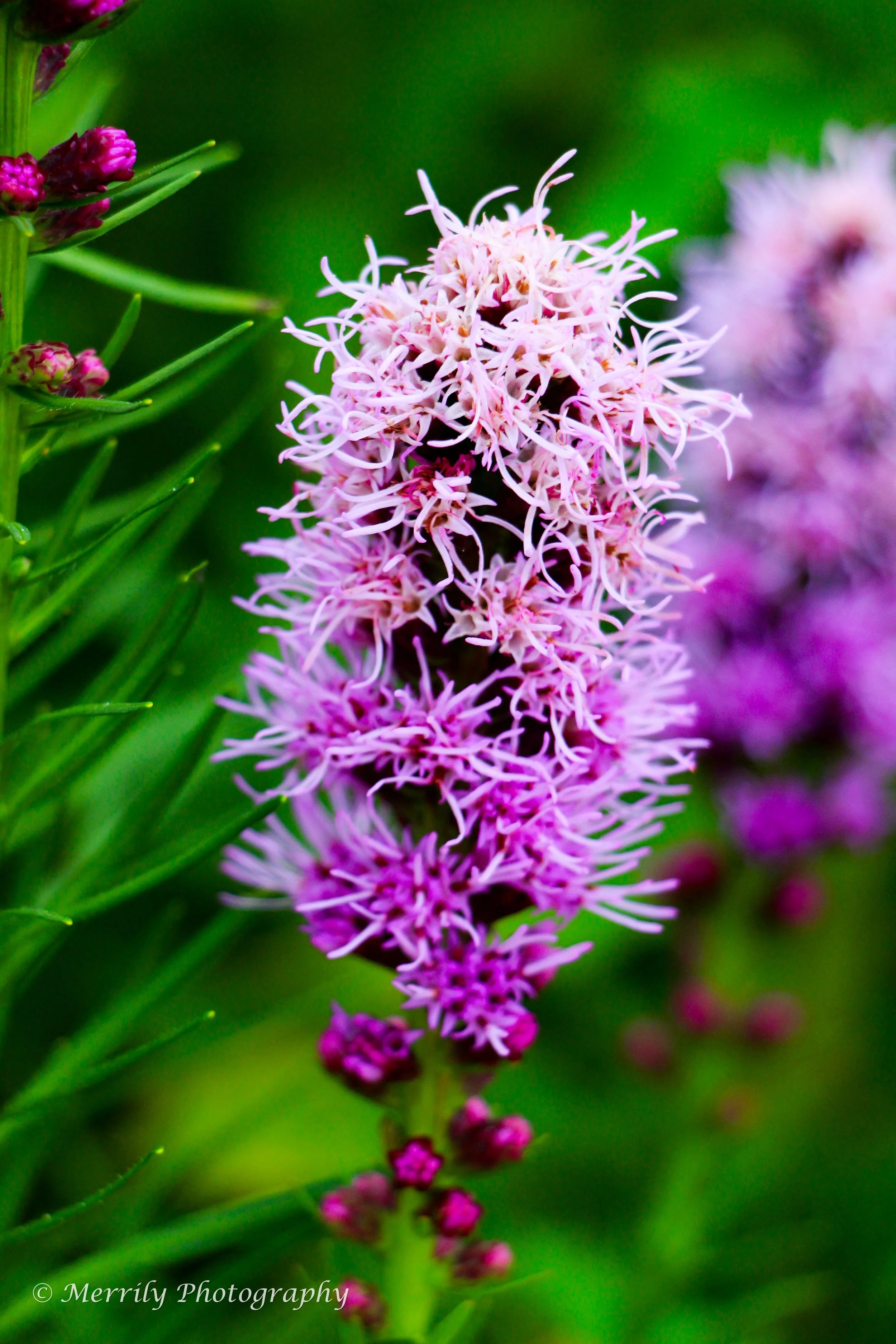 Liatris spicata 3.jpg