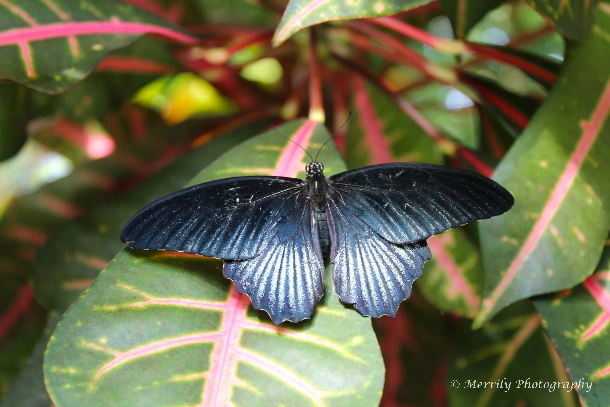 A black Great Mormon butterfly with blue highlights on green and pink patterned leaves.