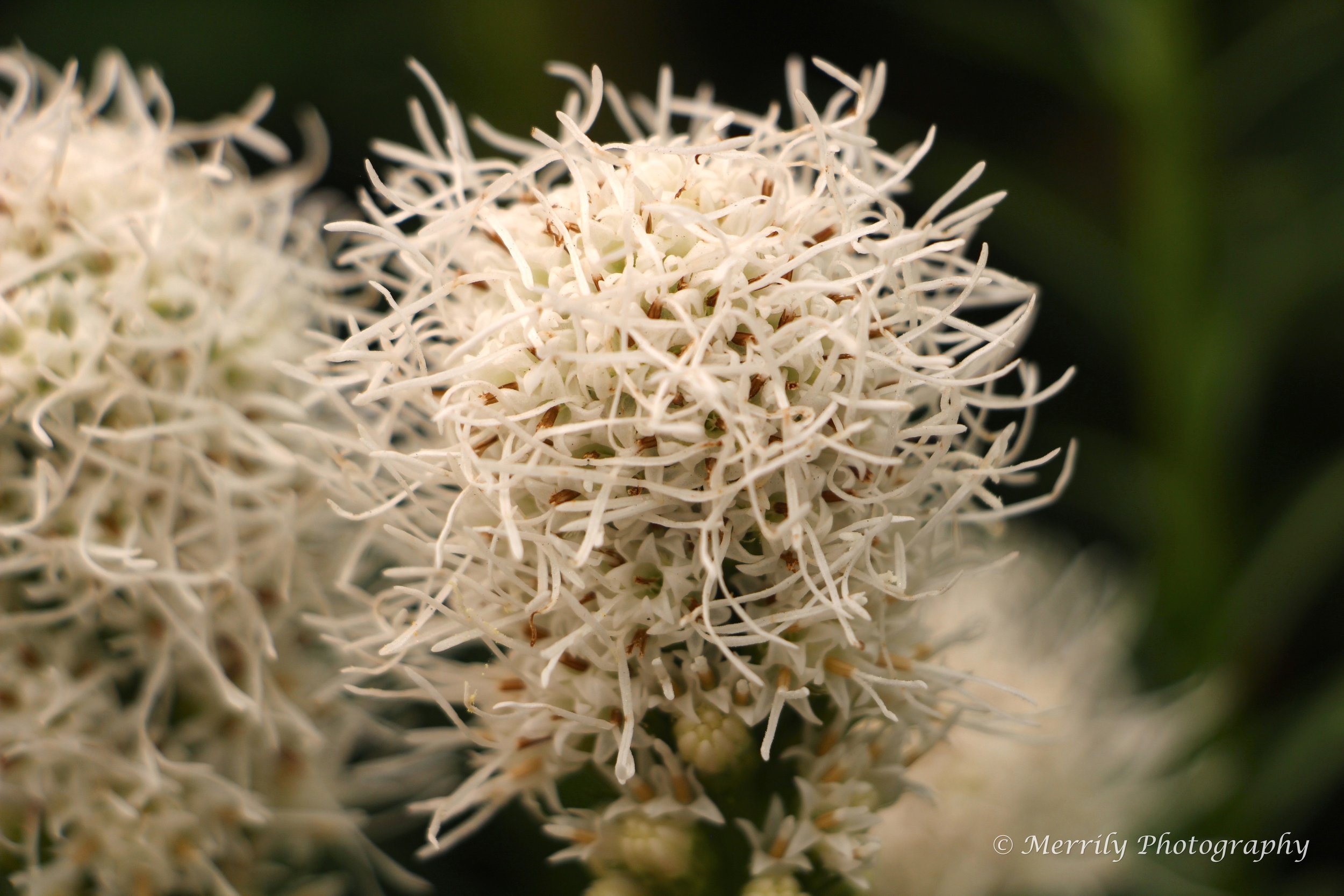 Liatris spicata white 3.jpg