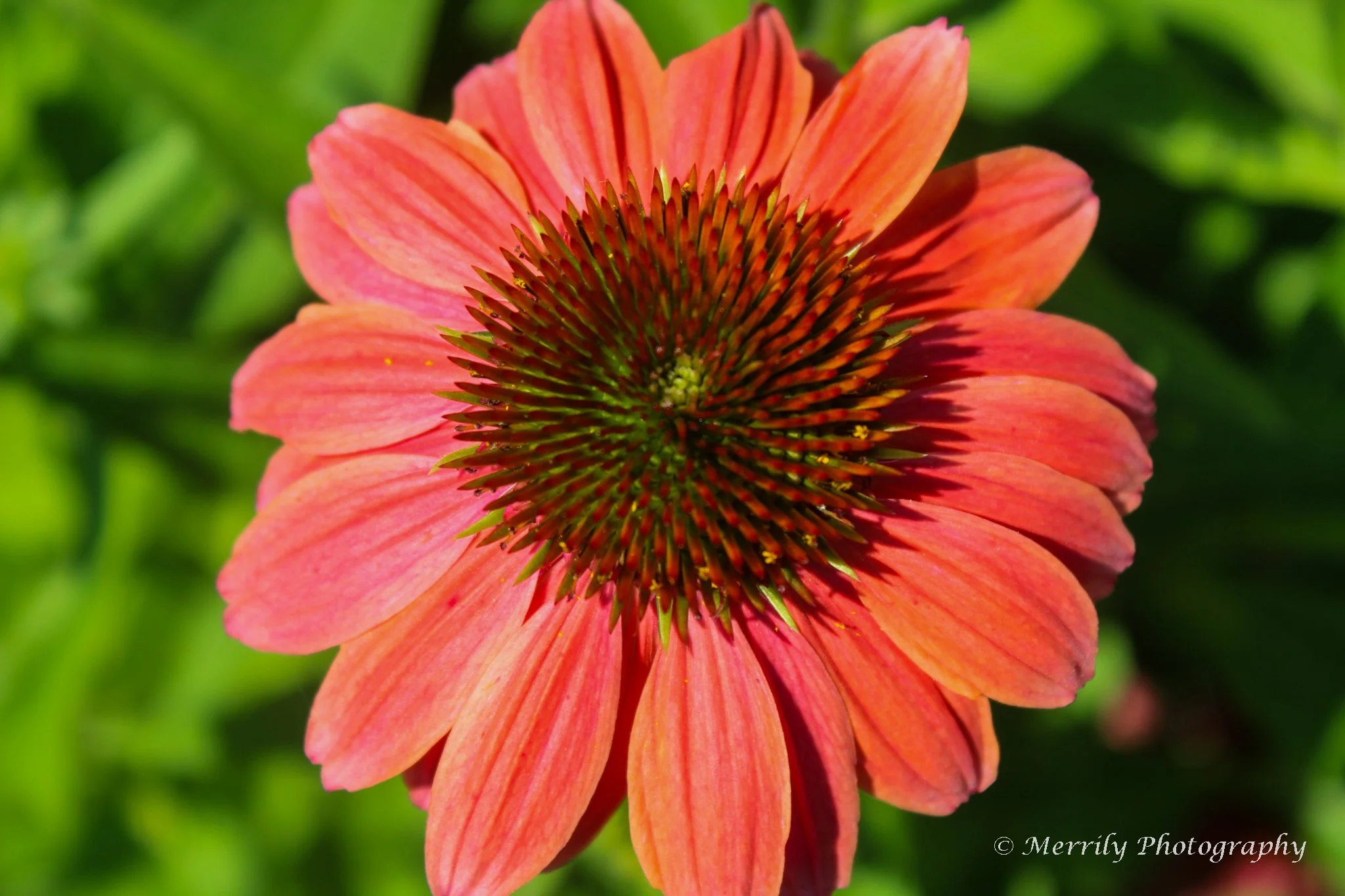 Coneflower pink echinacea 3.jpg