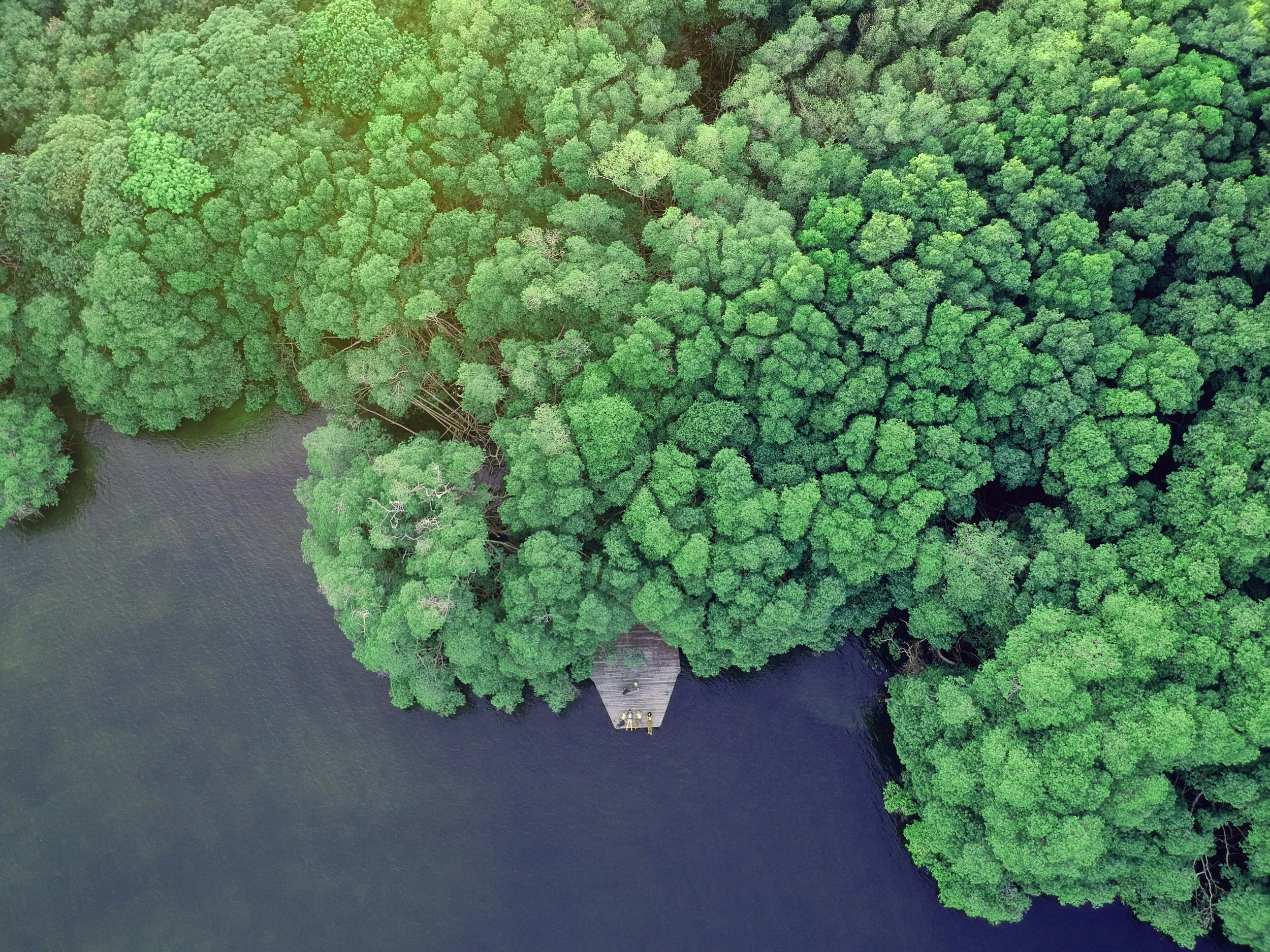 An aerial view of a dense green forest with a wooden dock extending into the water, and three people standing on the dock.