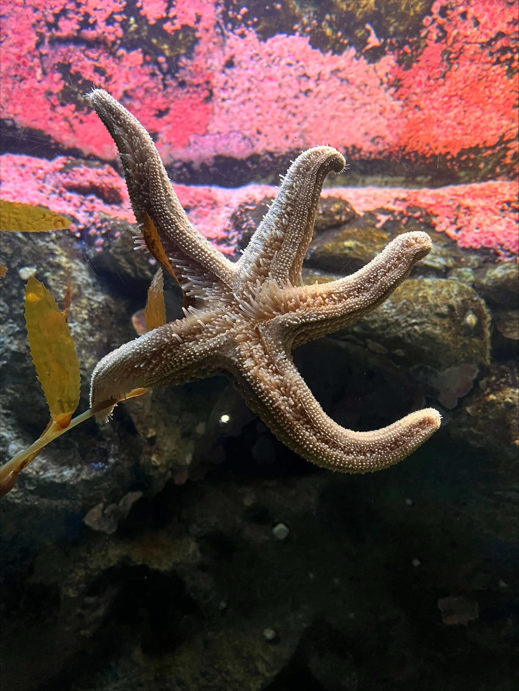 Starfish on the ocean floor with pink coral and rocks in the background.