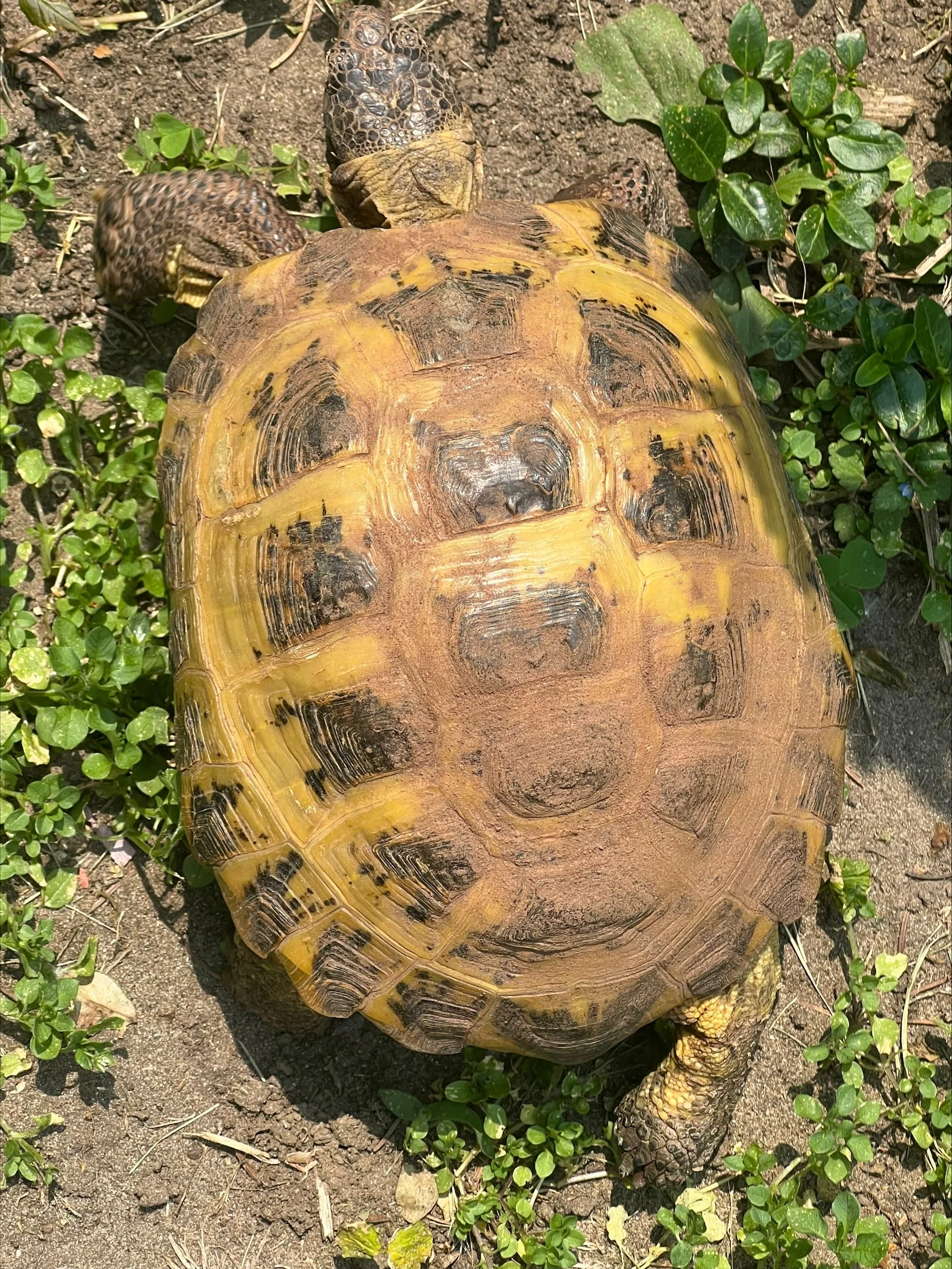 A tortoise on the ground surrounded by small green plants and soil.