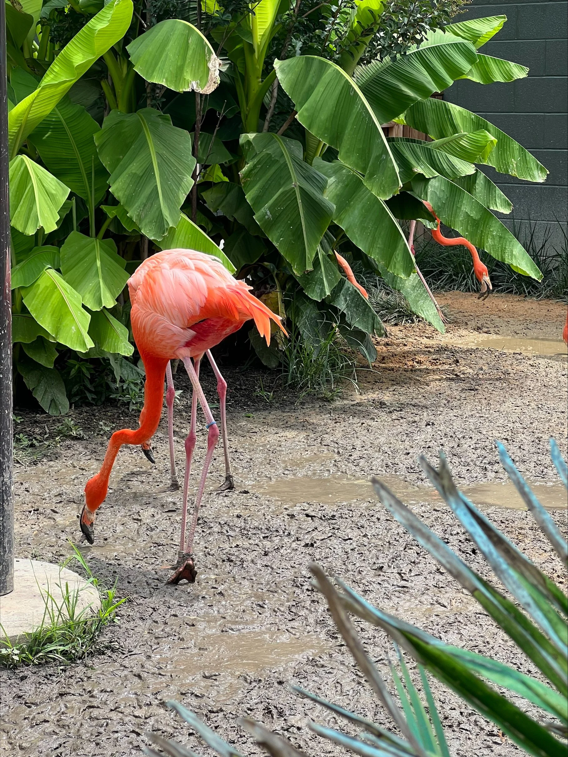 Three flamingos standing in muddy water near tropical green leaves and plants.
