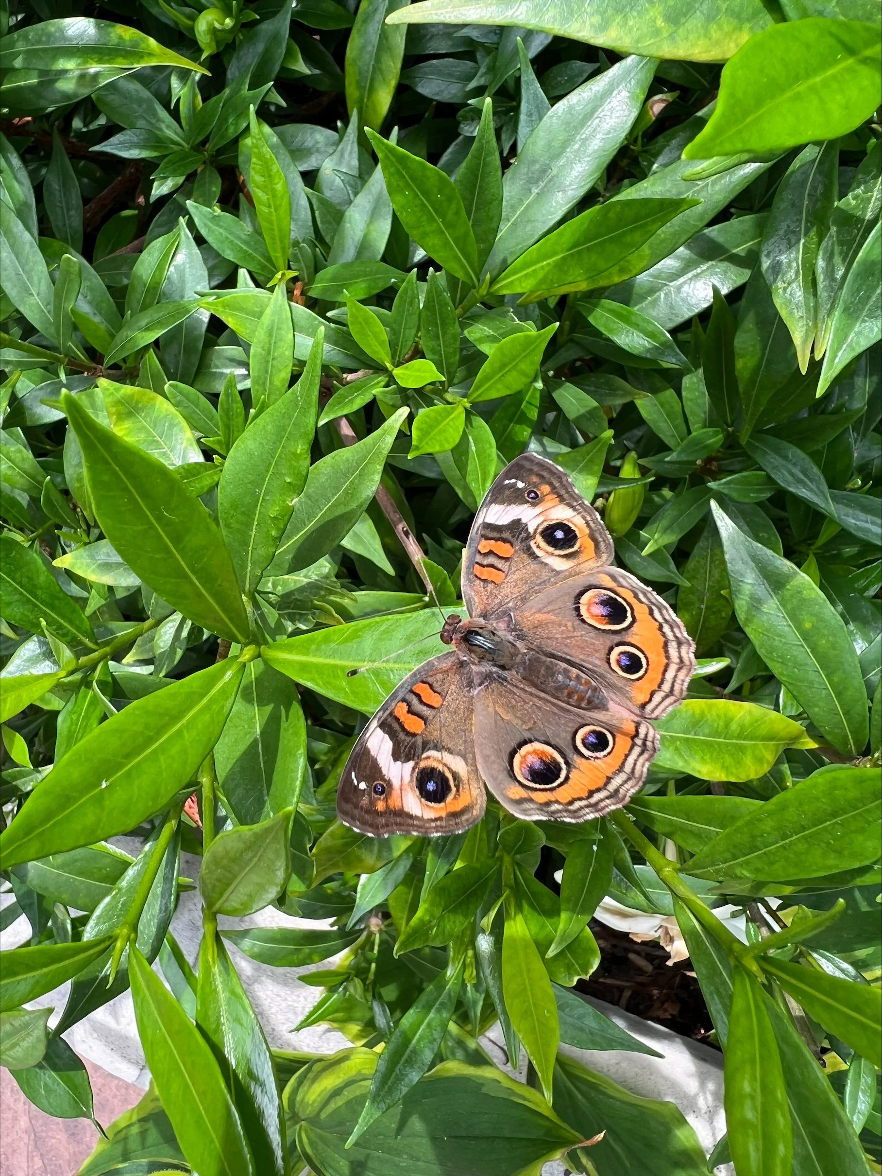 A butterfly with eye-like patterns on its wings resting on green leaves.