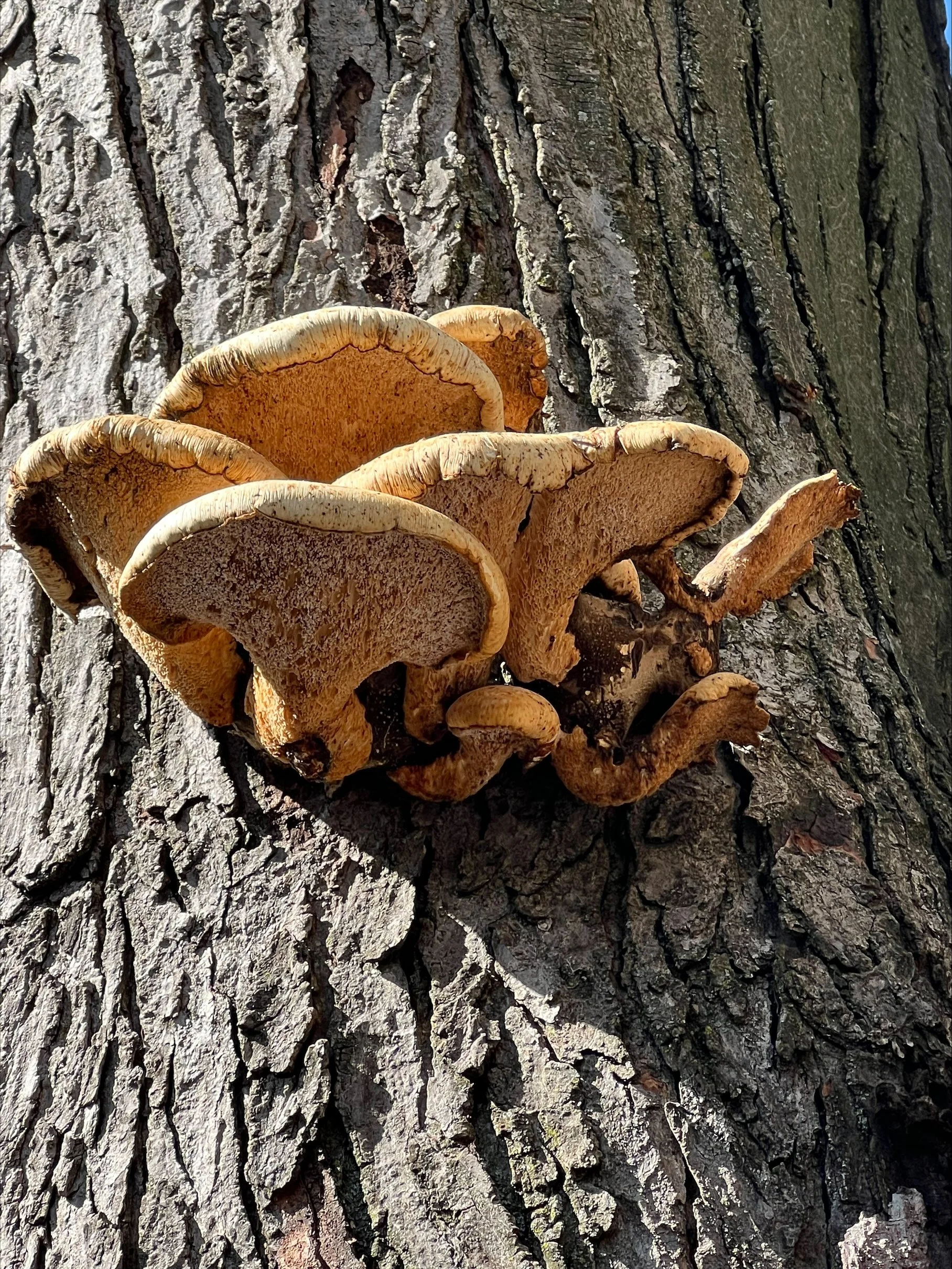 Close-up of tree bark with clusters of brown shelf fungi growing on it.